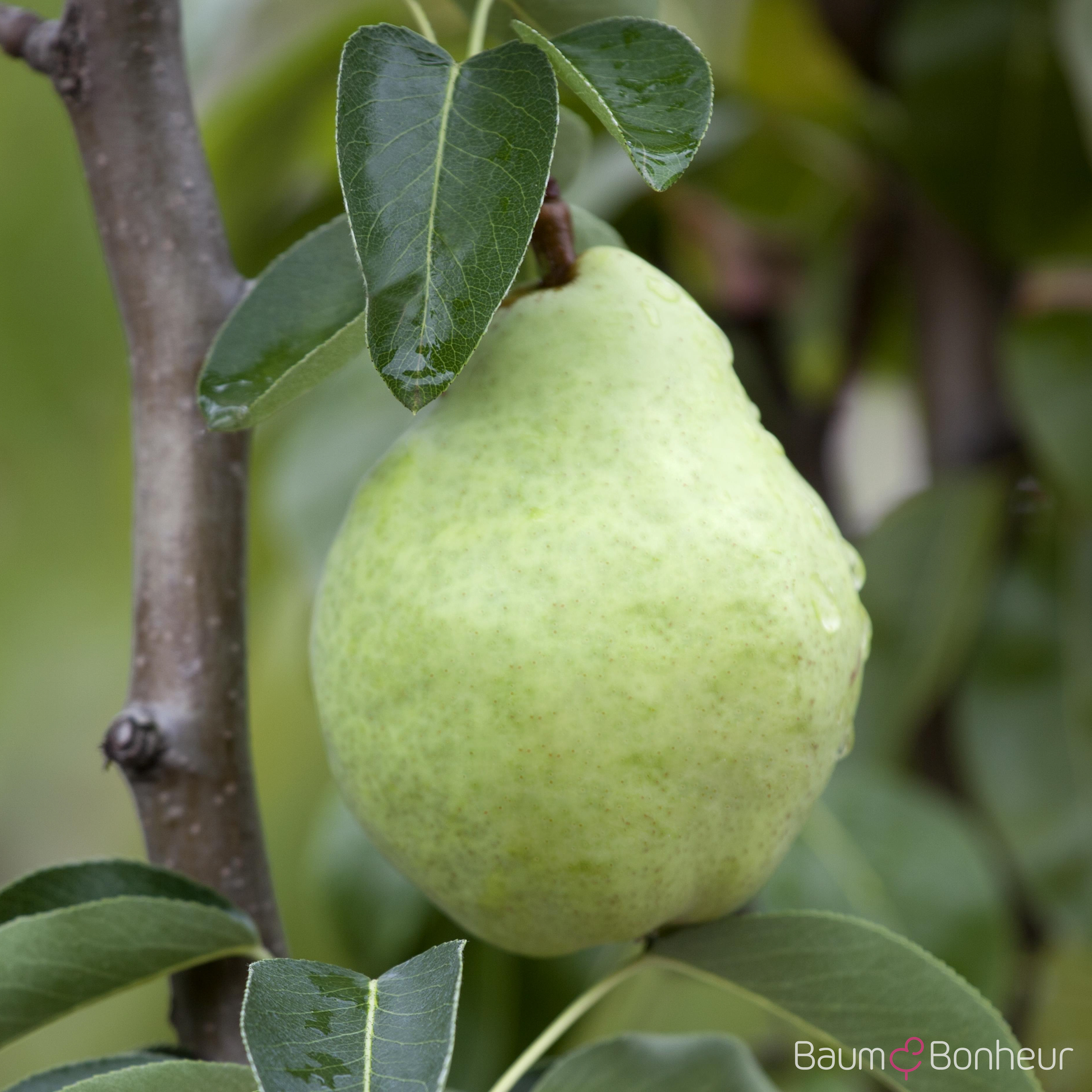 Pyrus communis 'Williams Christ'