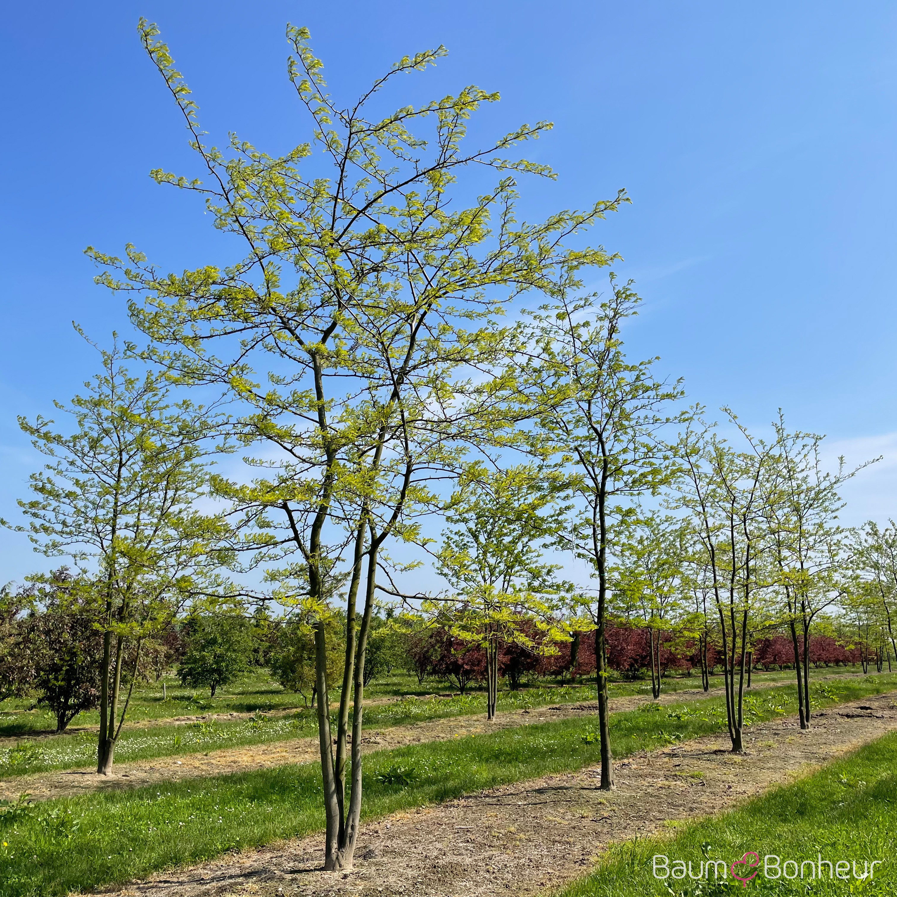 Gleditsia triacanthos f. inermis