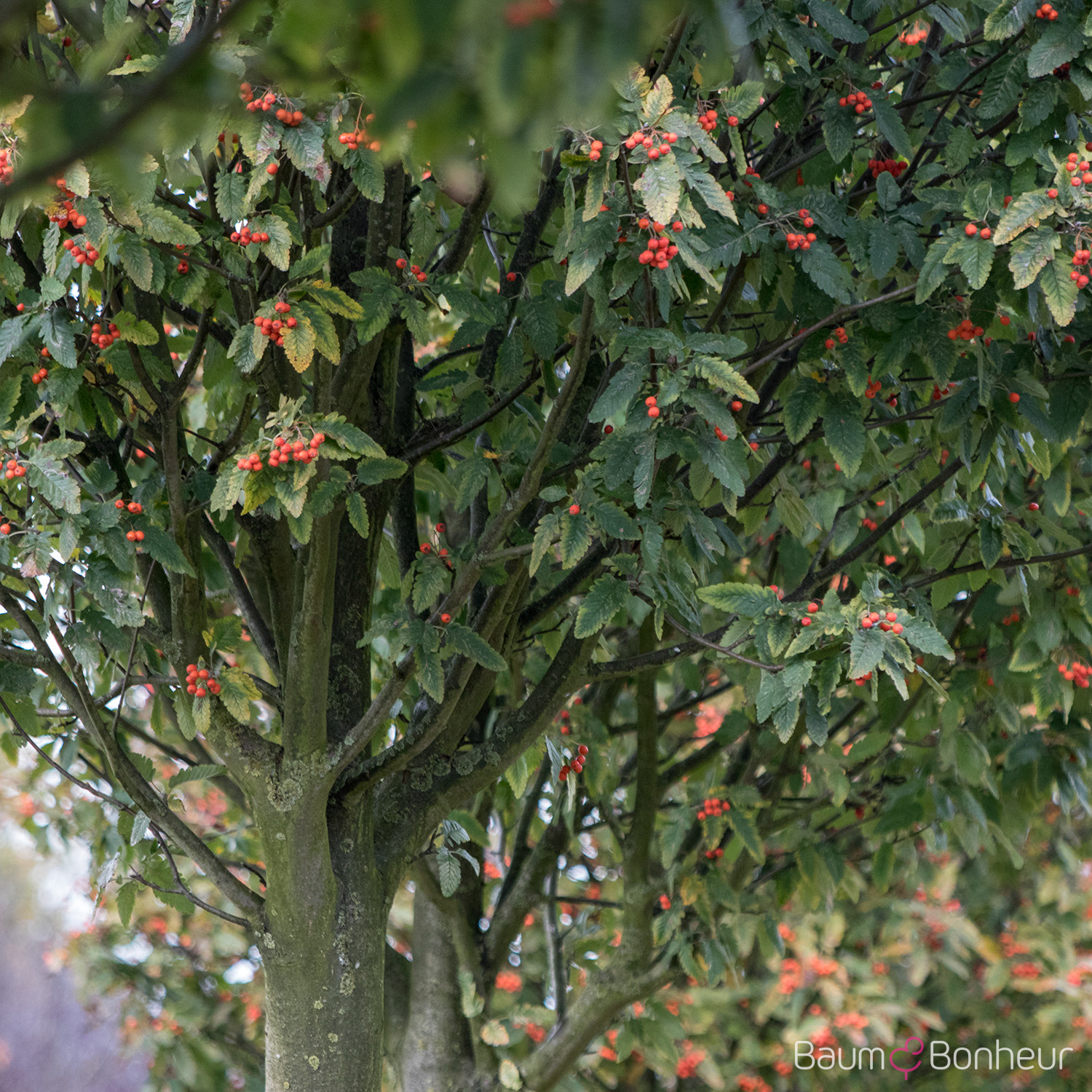 Sorbus thuringiaca 'Fastigiata'