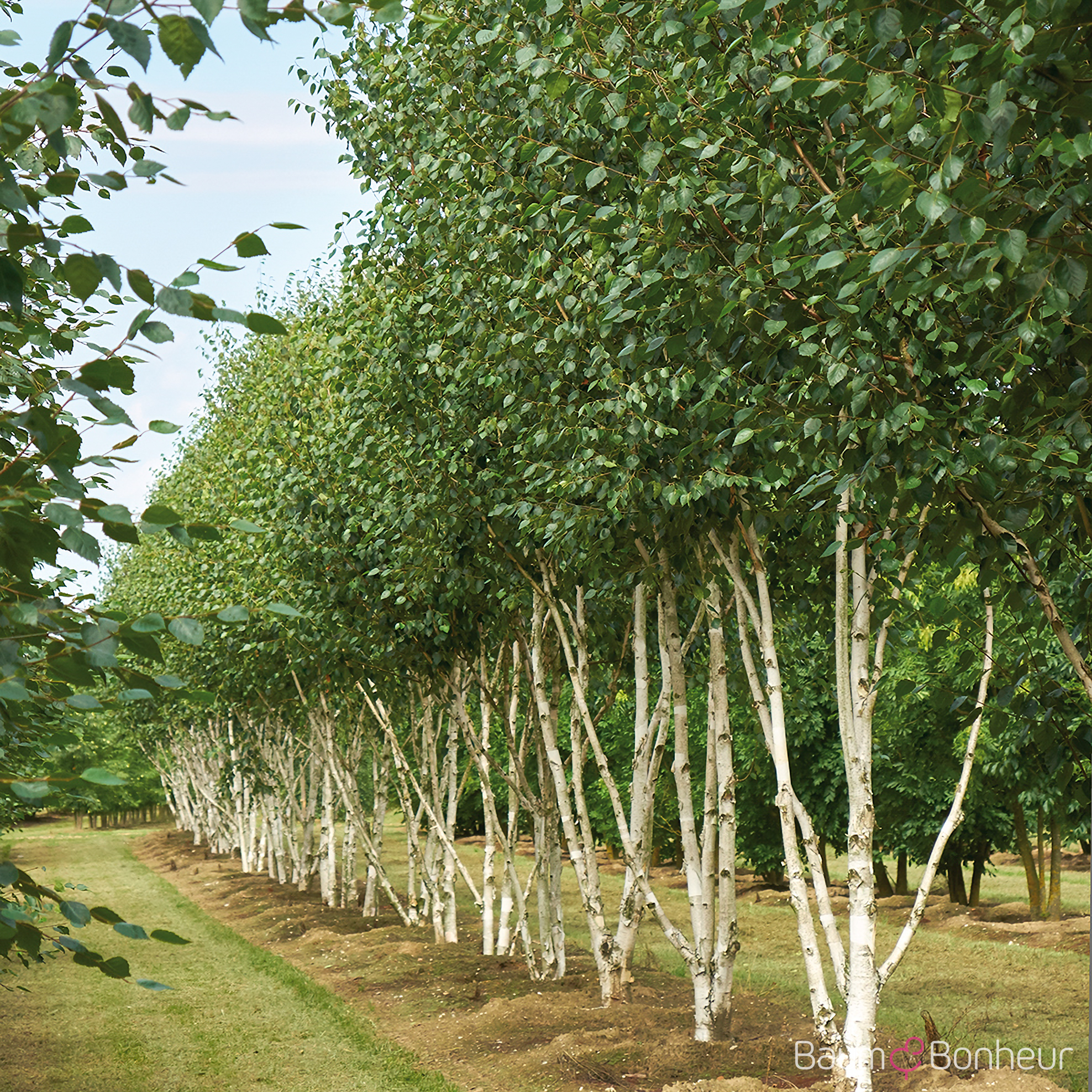 Betula utilis 'Doorenbos'