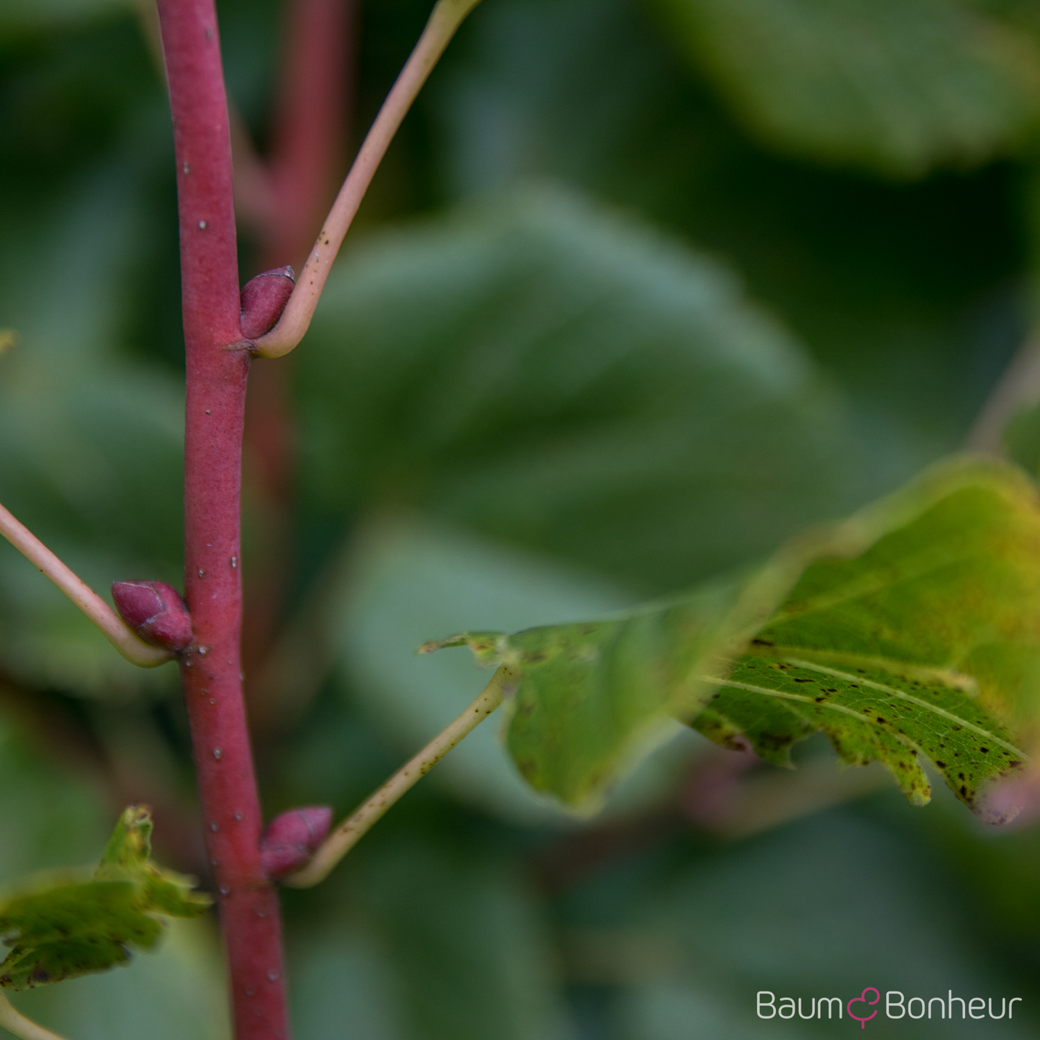 Tilia platyphyllos