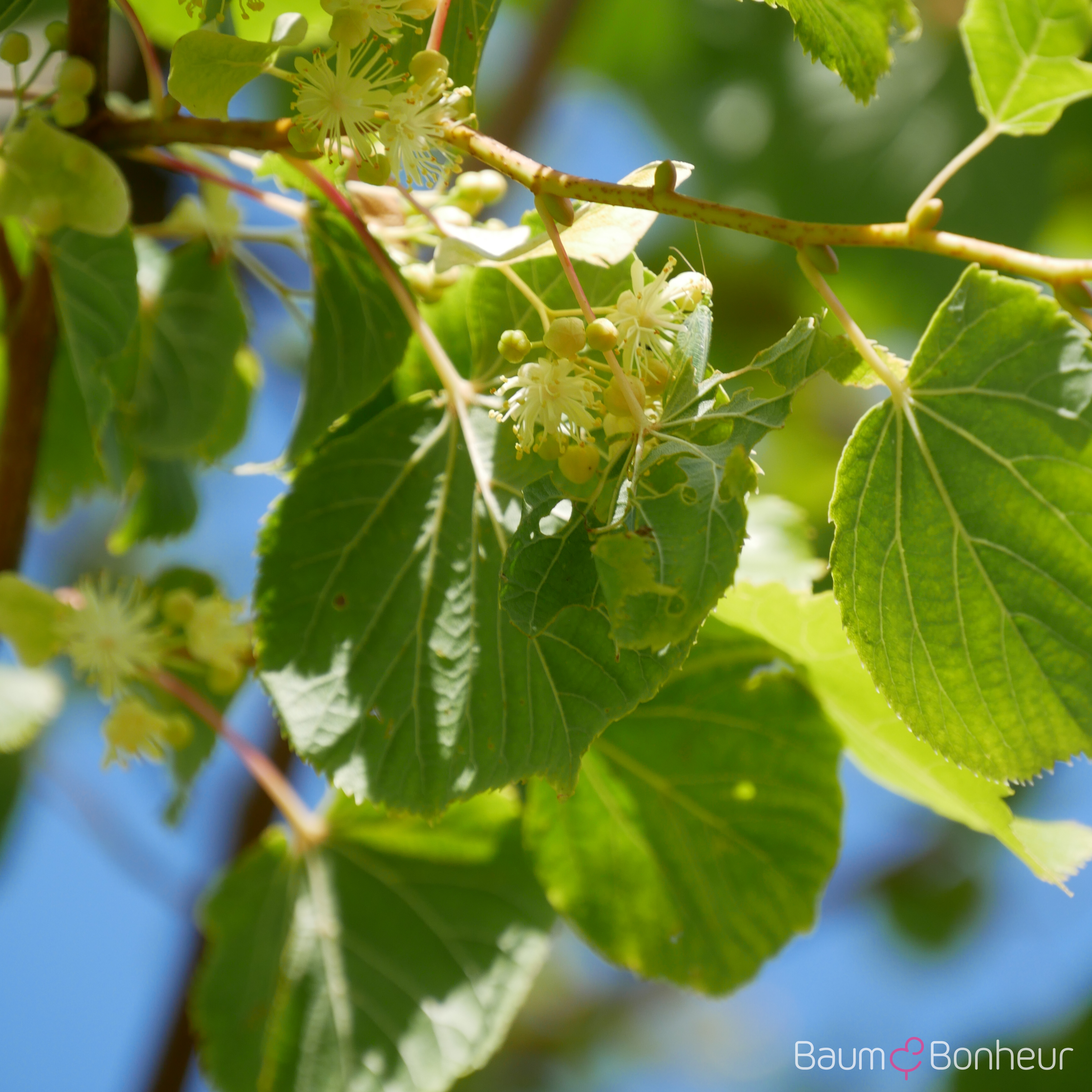 Tilia cordata 'Winter Orange'