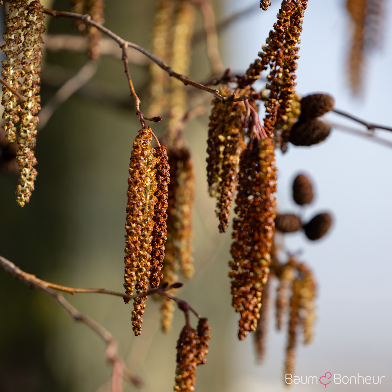 Alnus x spaethii