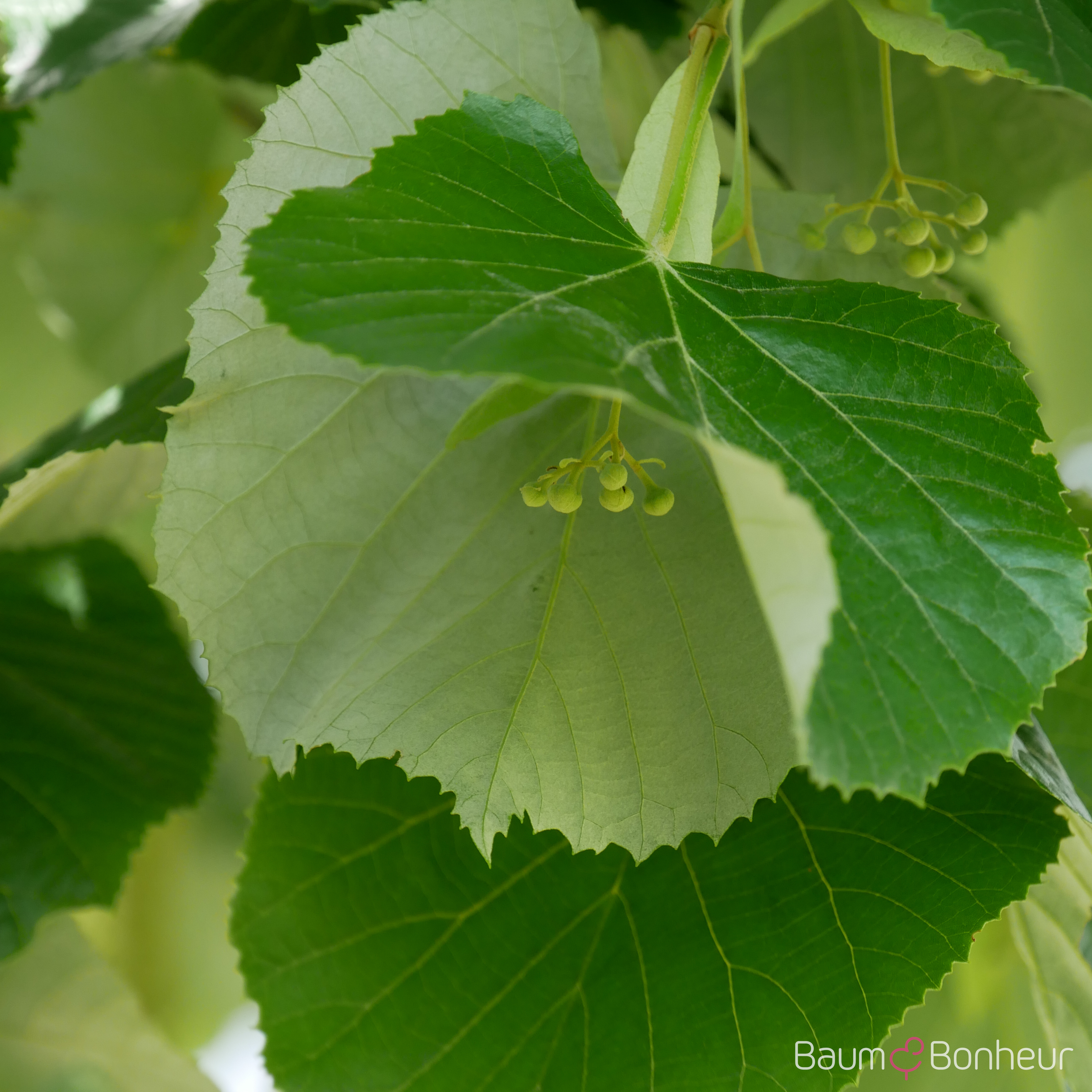 Tilia tomentosa 'Szeleste'