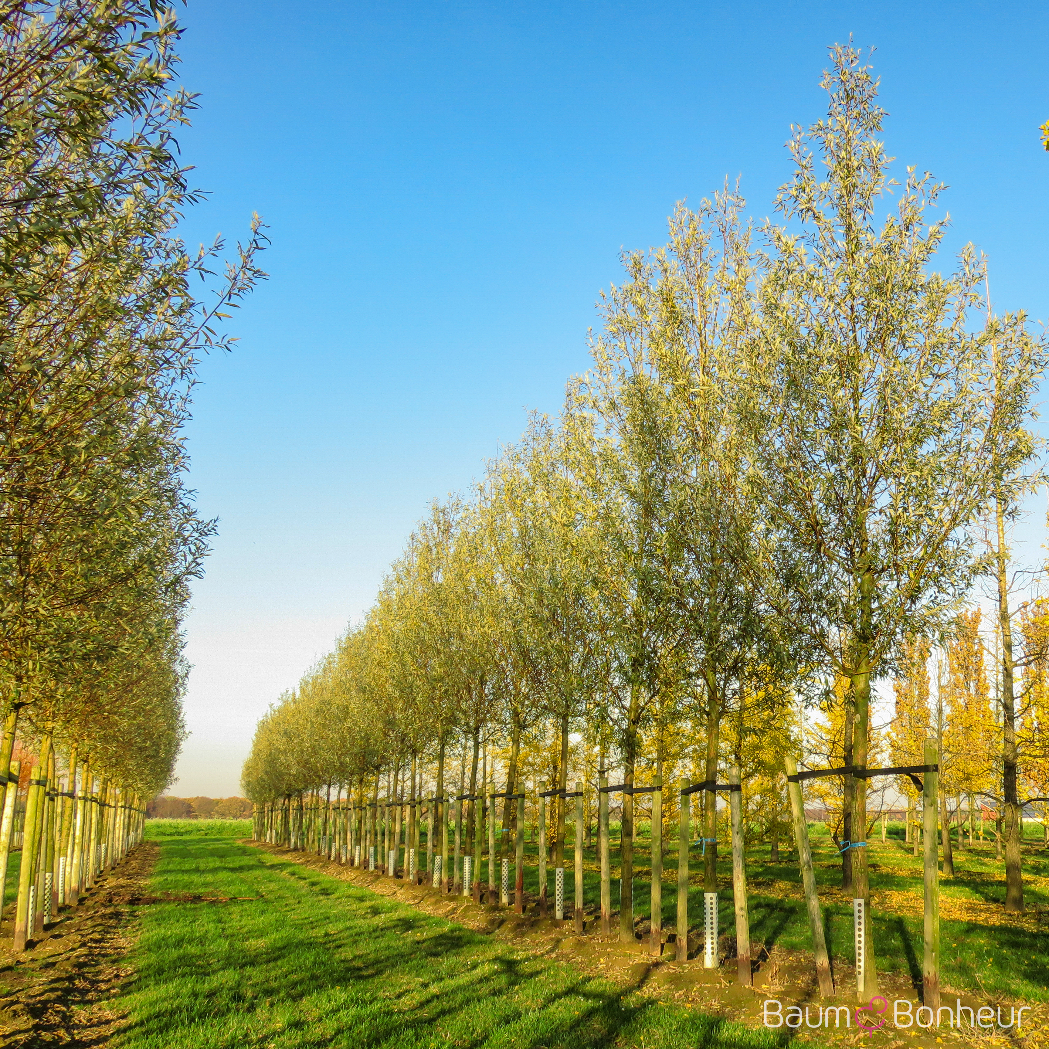 Salix alba 'Belders'