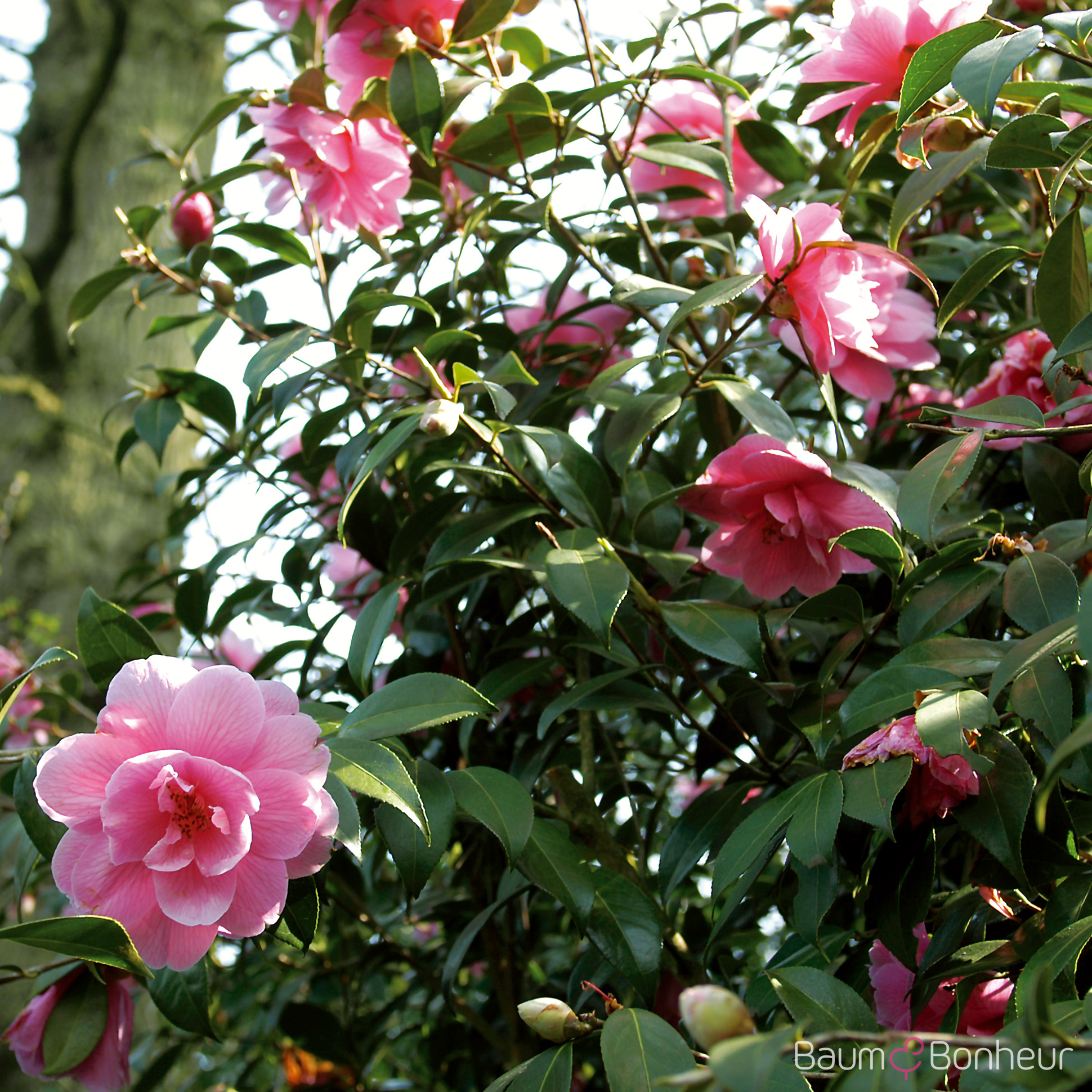 Camellia japonica