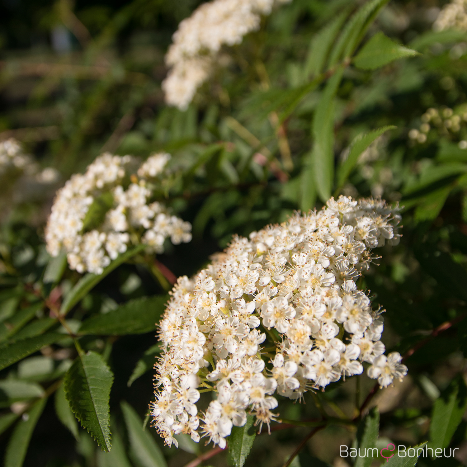 Sorbus serotina