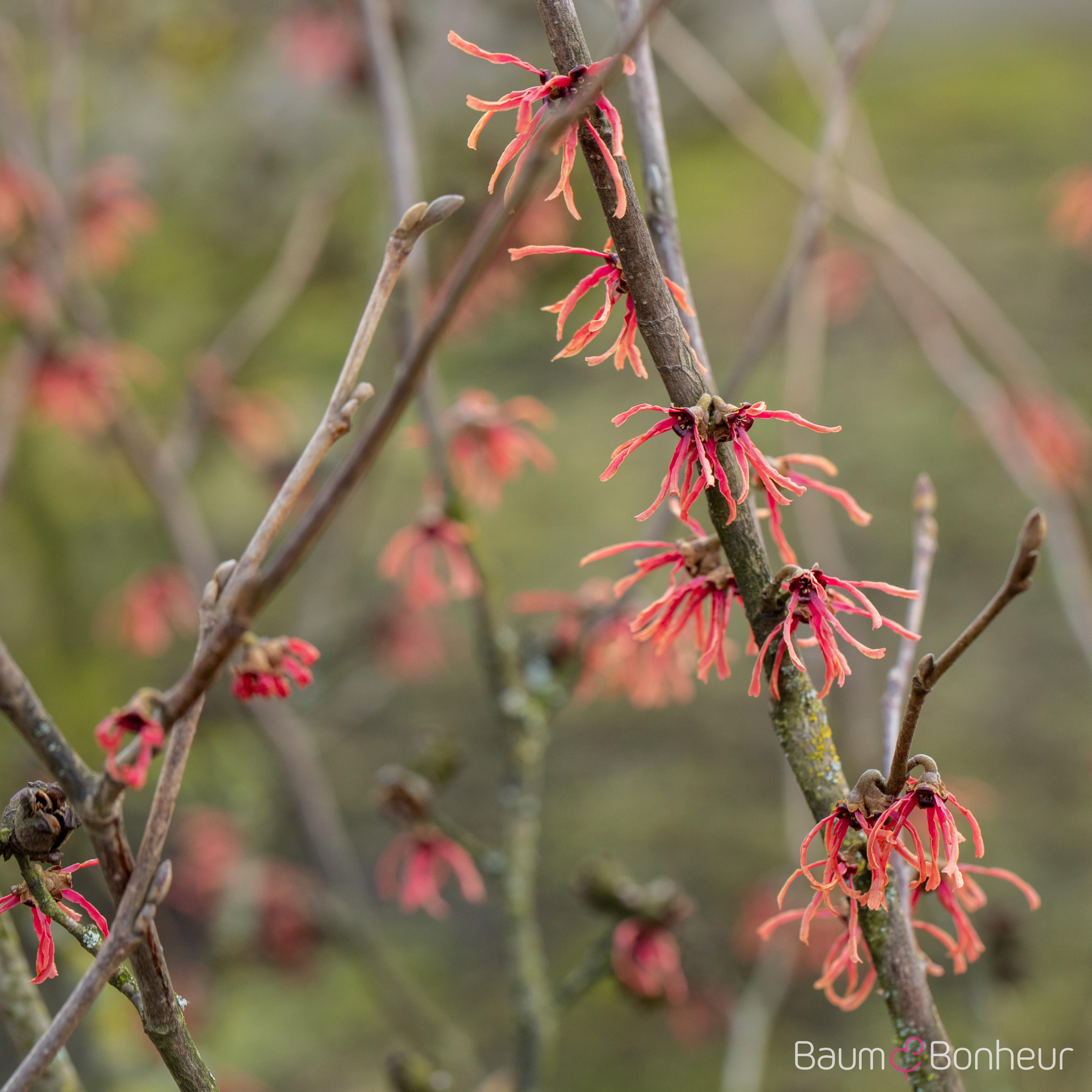 Hamamelis intermedia 'Ruby Glow'
