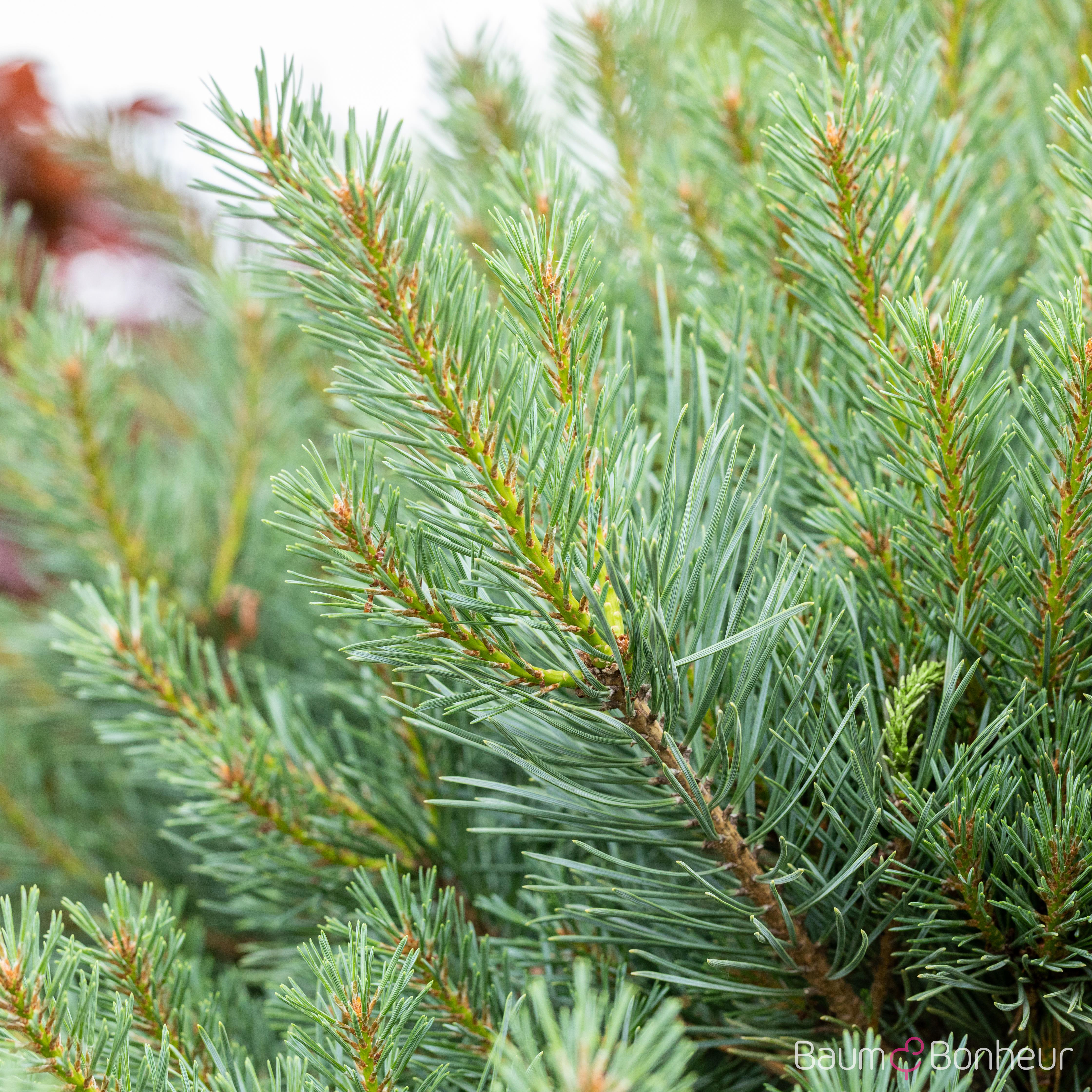 Pinus sylvestris 'Watereri'
