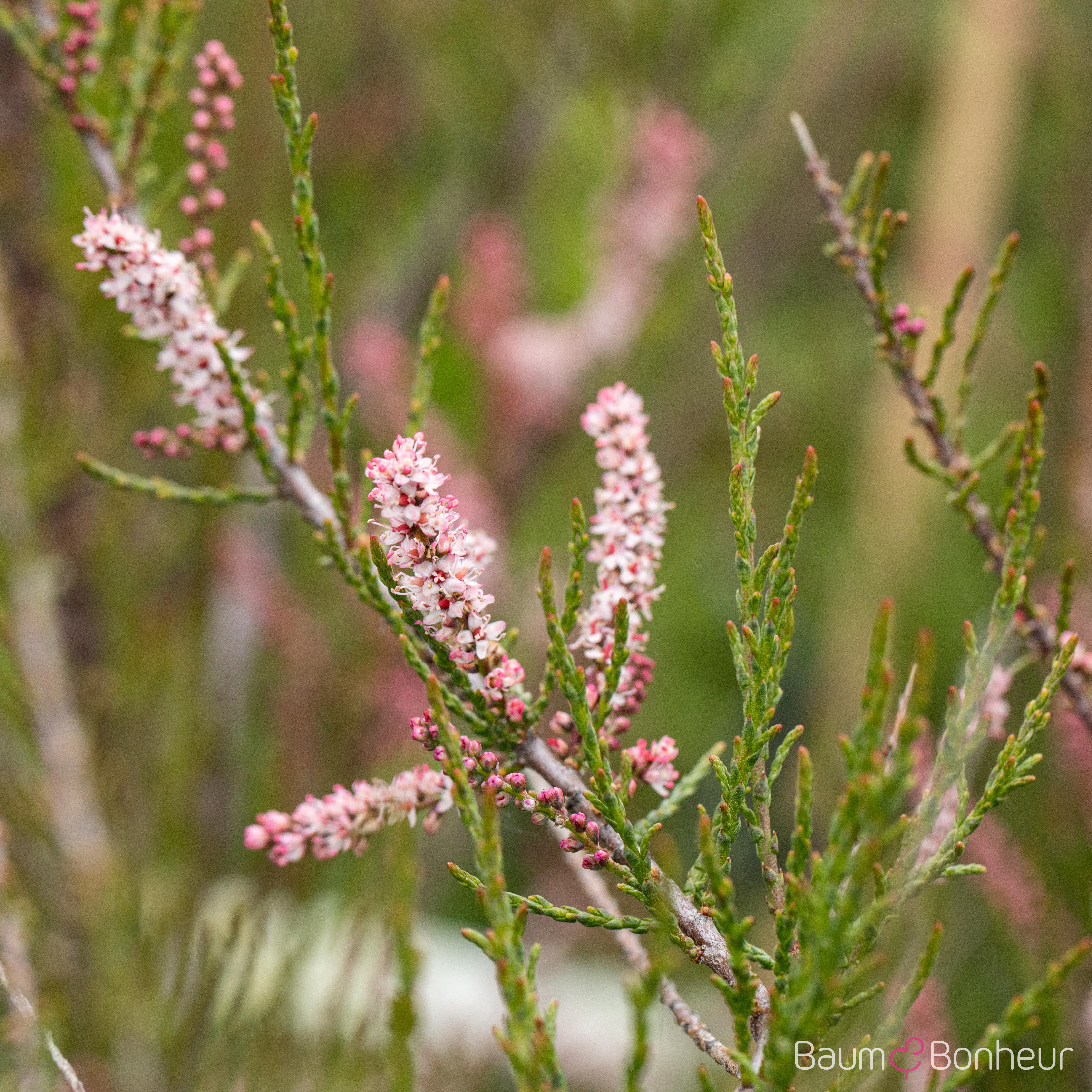Tamarix parviflora