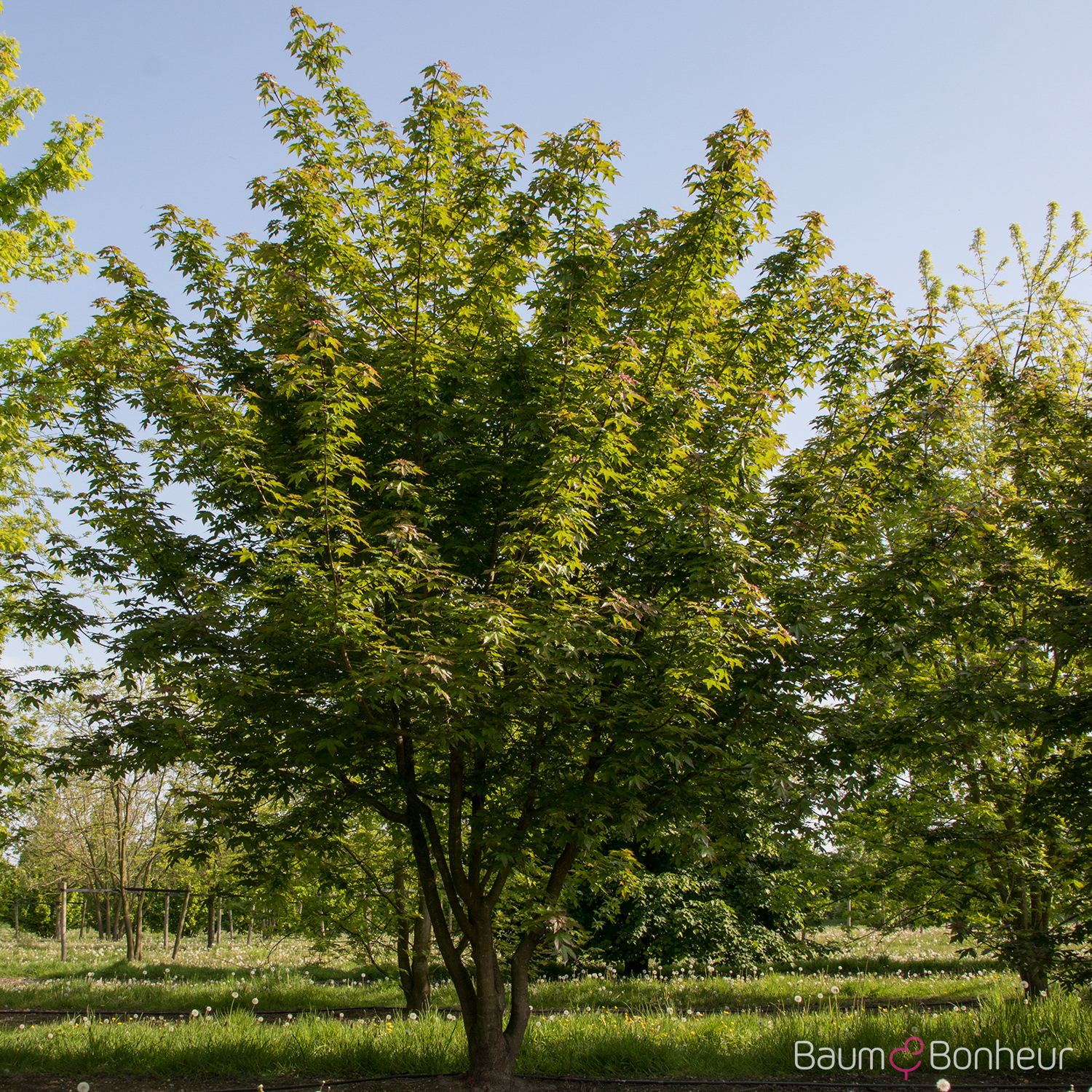 Acer x zoeschense 'Annae'