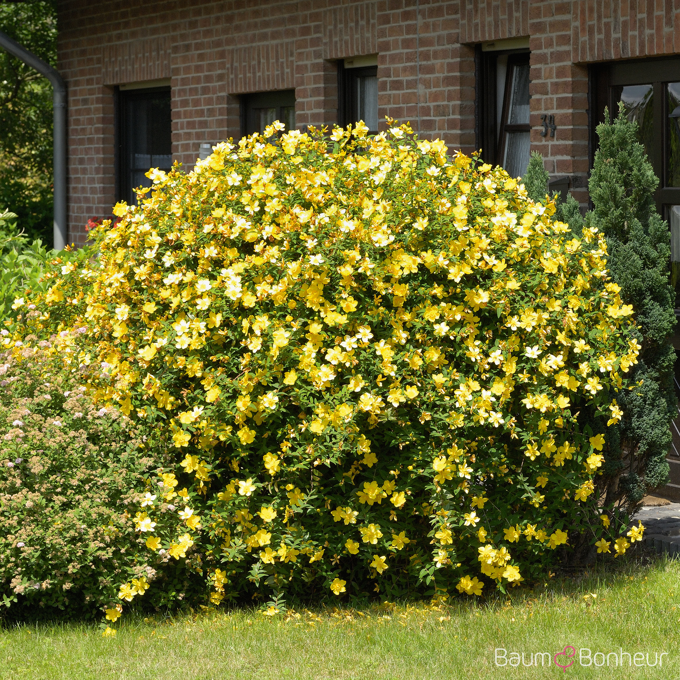 Hypericum 'Hidcote'
