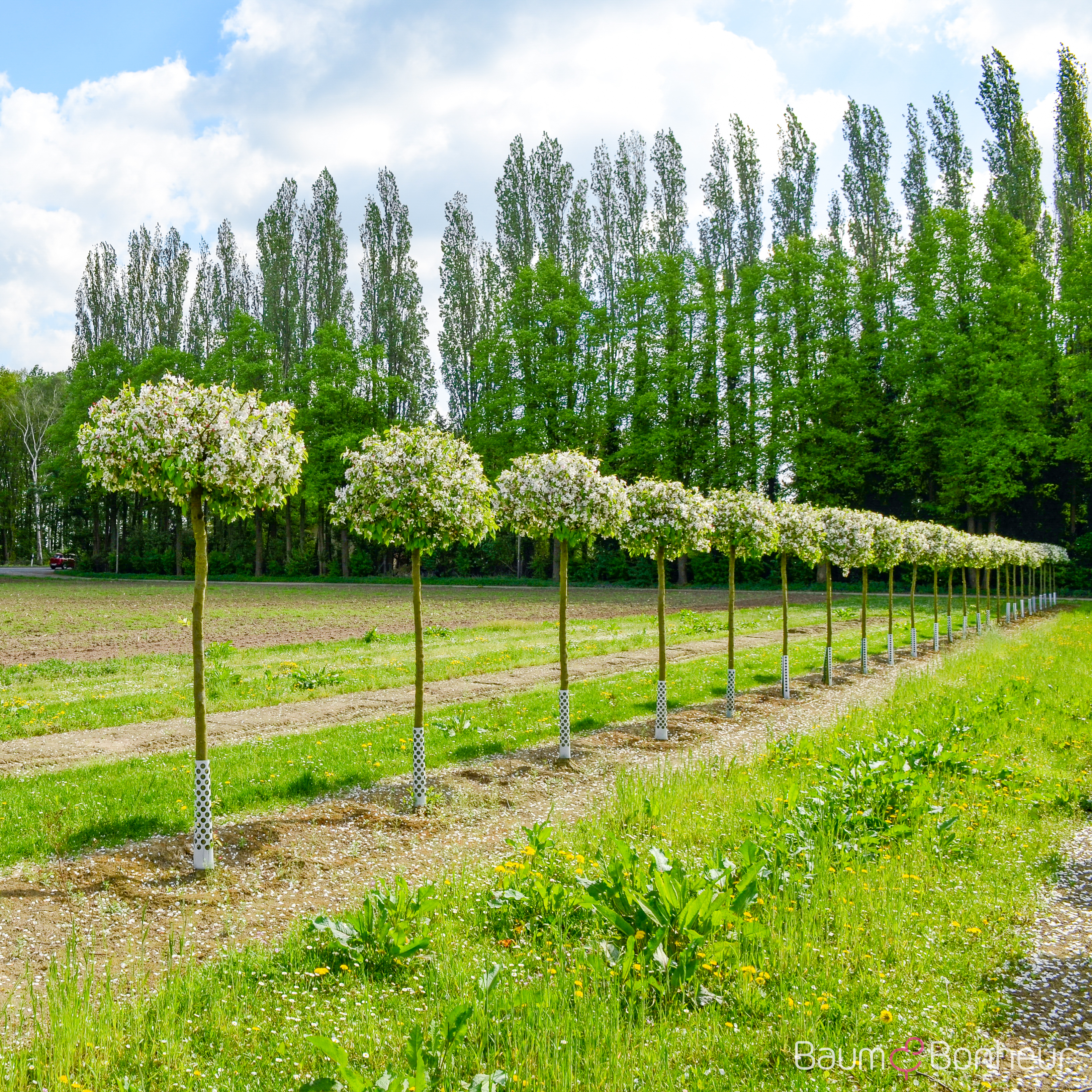 Malus 'Echtermeyer'