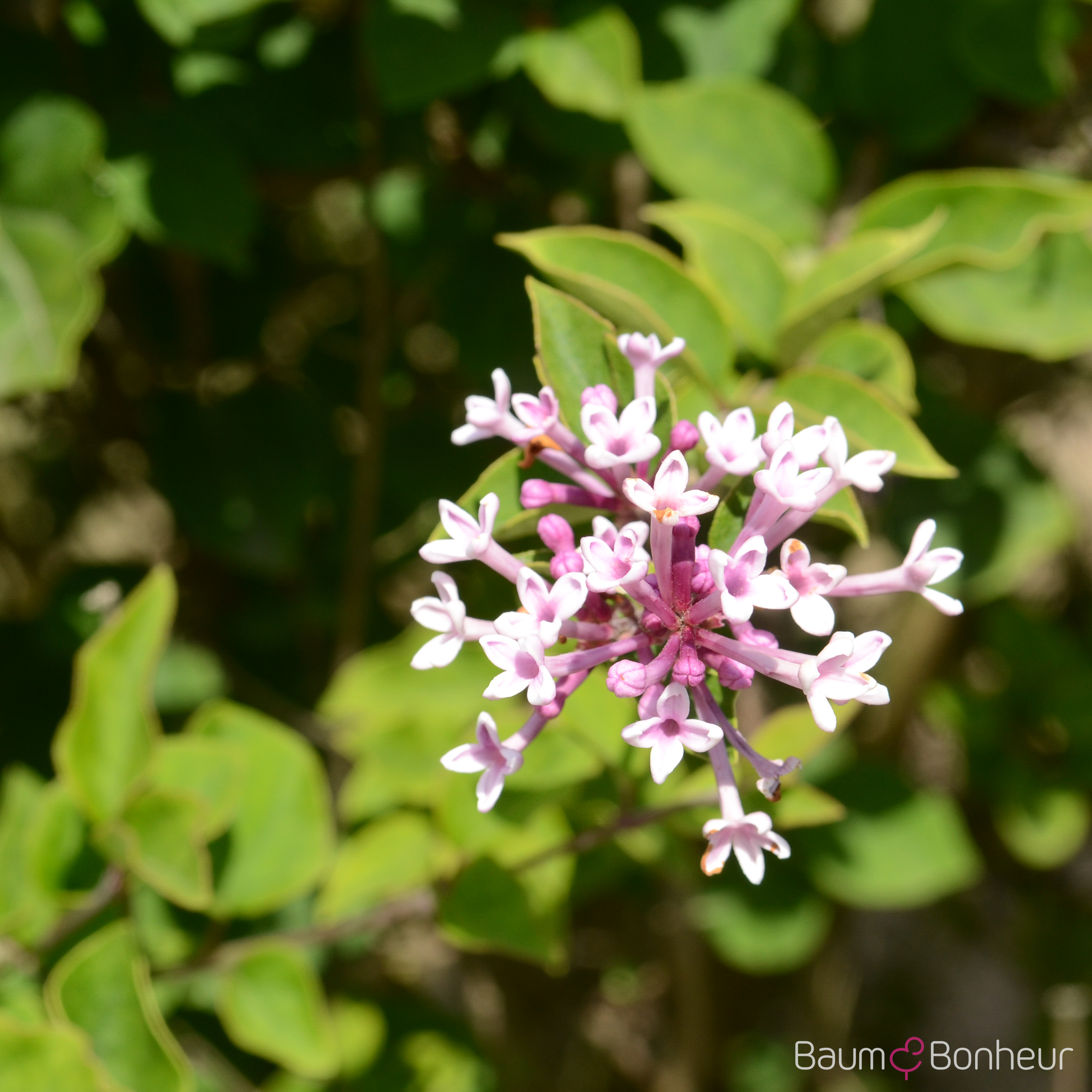 Syringa meyeri 'Josée'