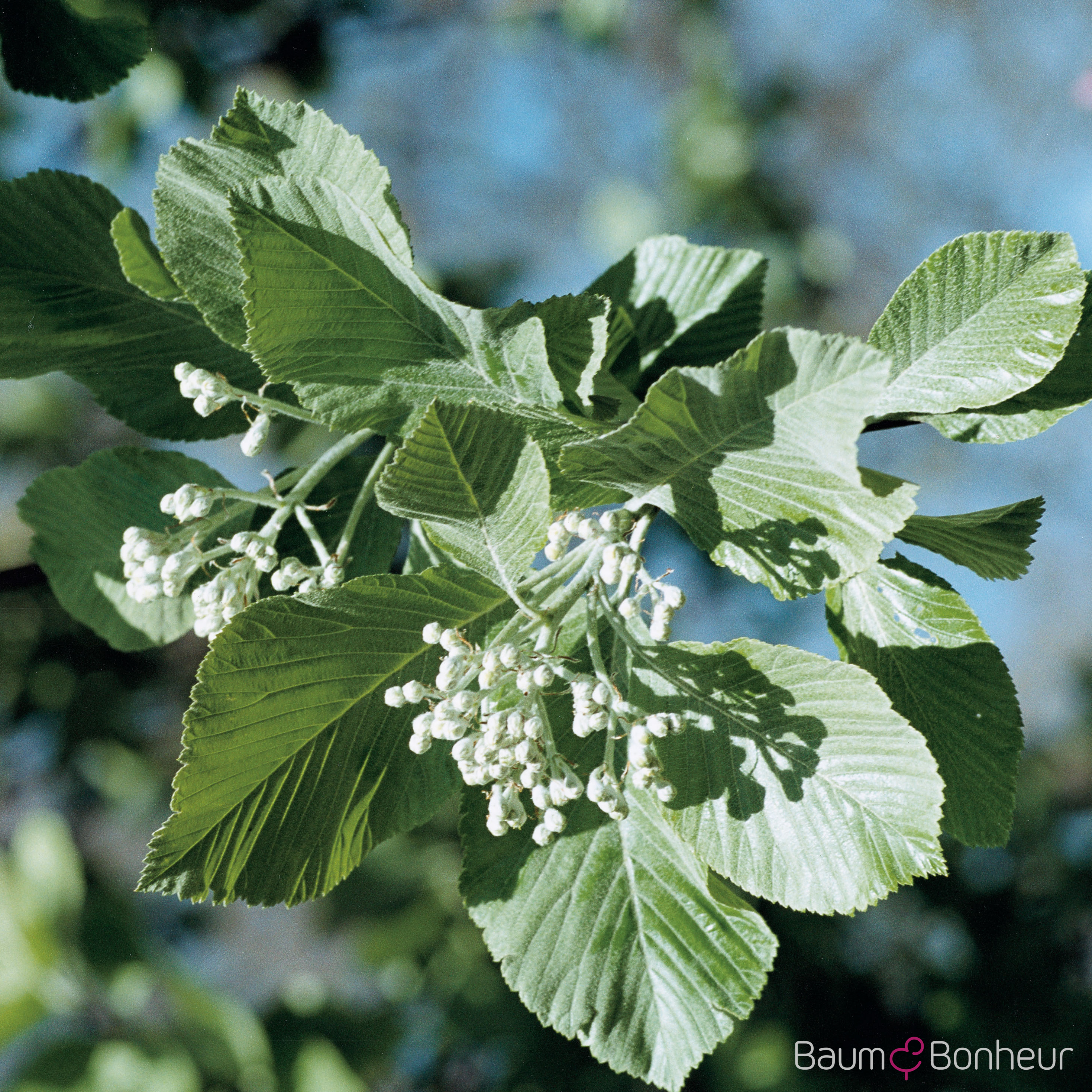 Sorbus aria