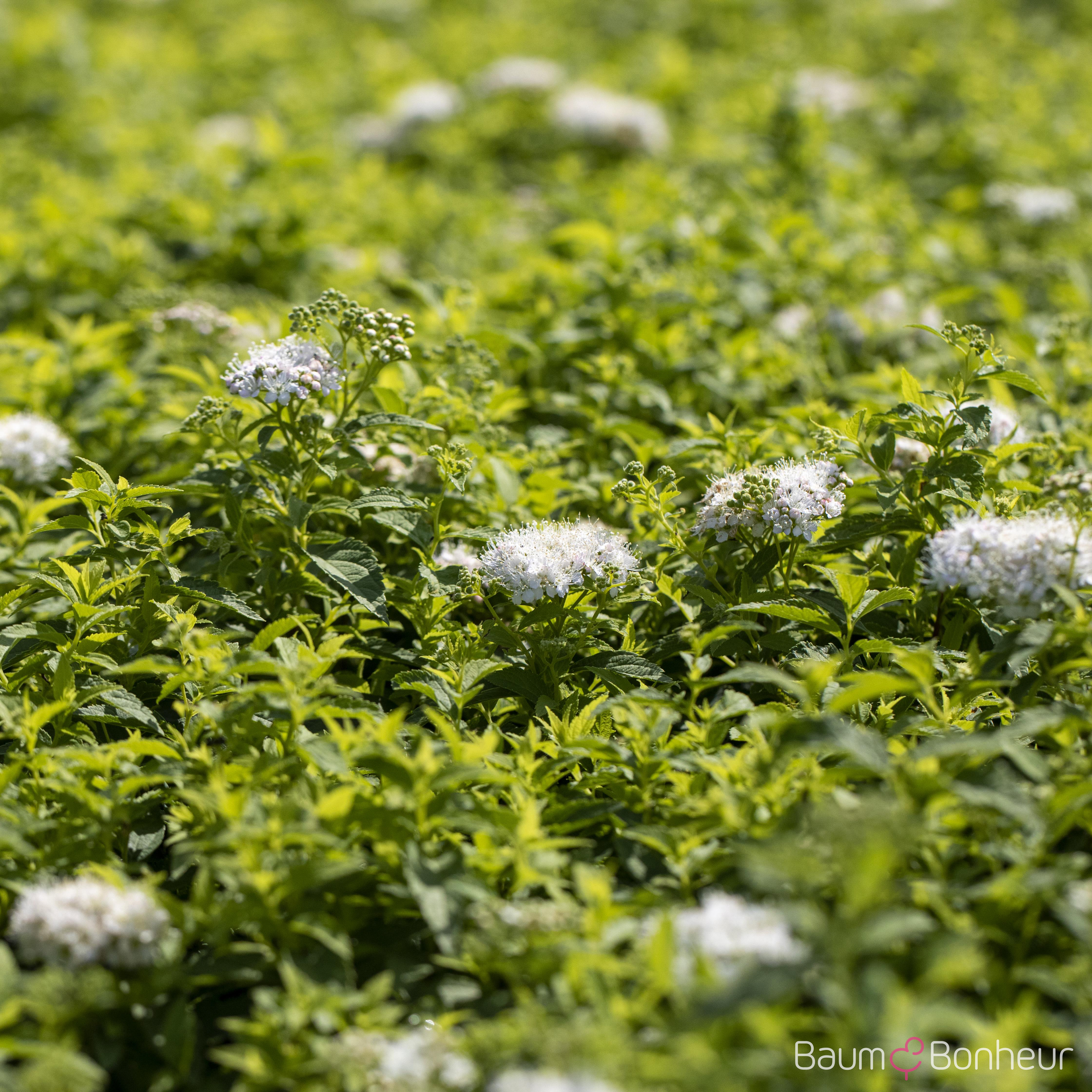 Spiraea japonica 'Albiflora'
