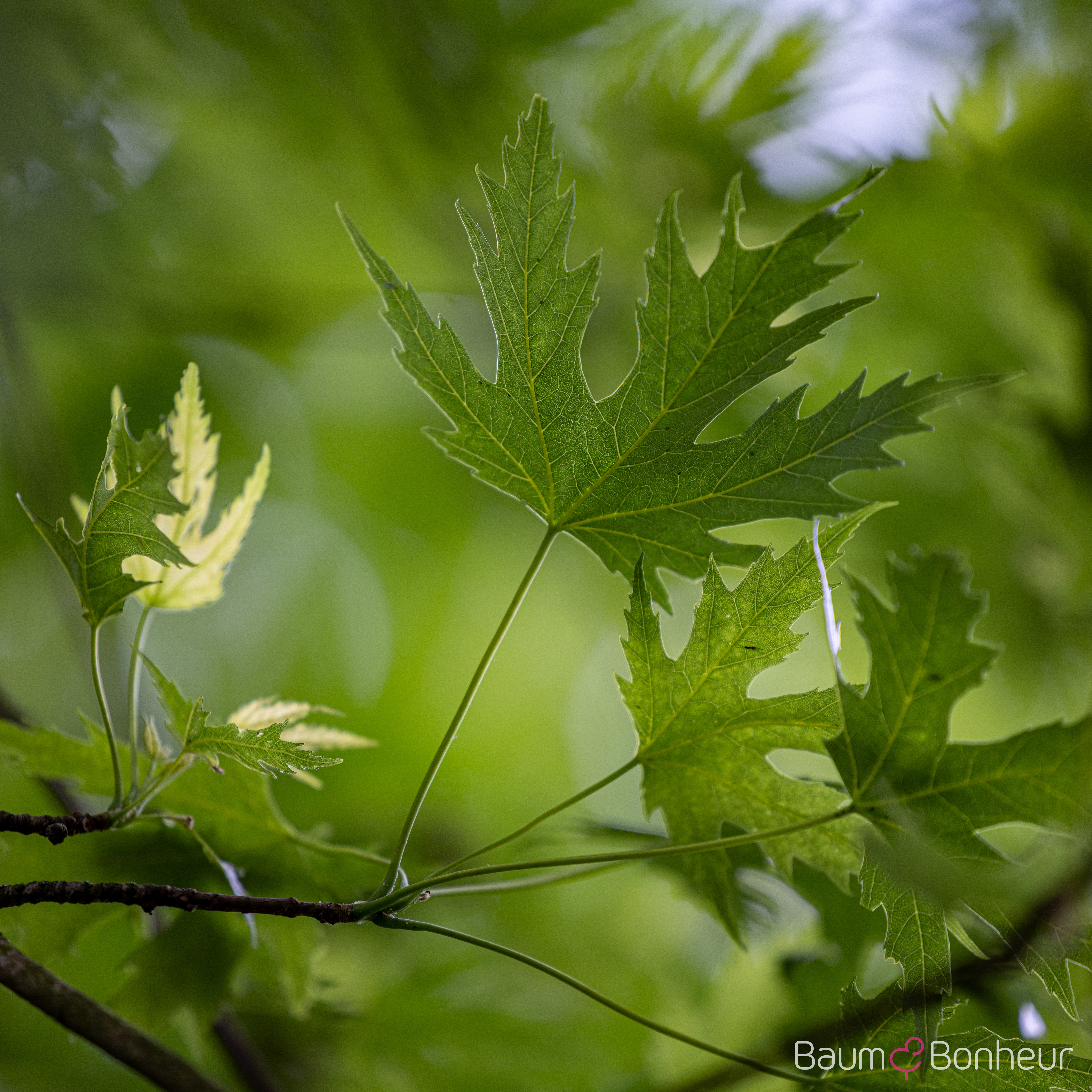 Acer saccharinum