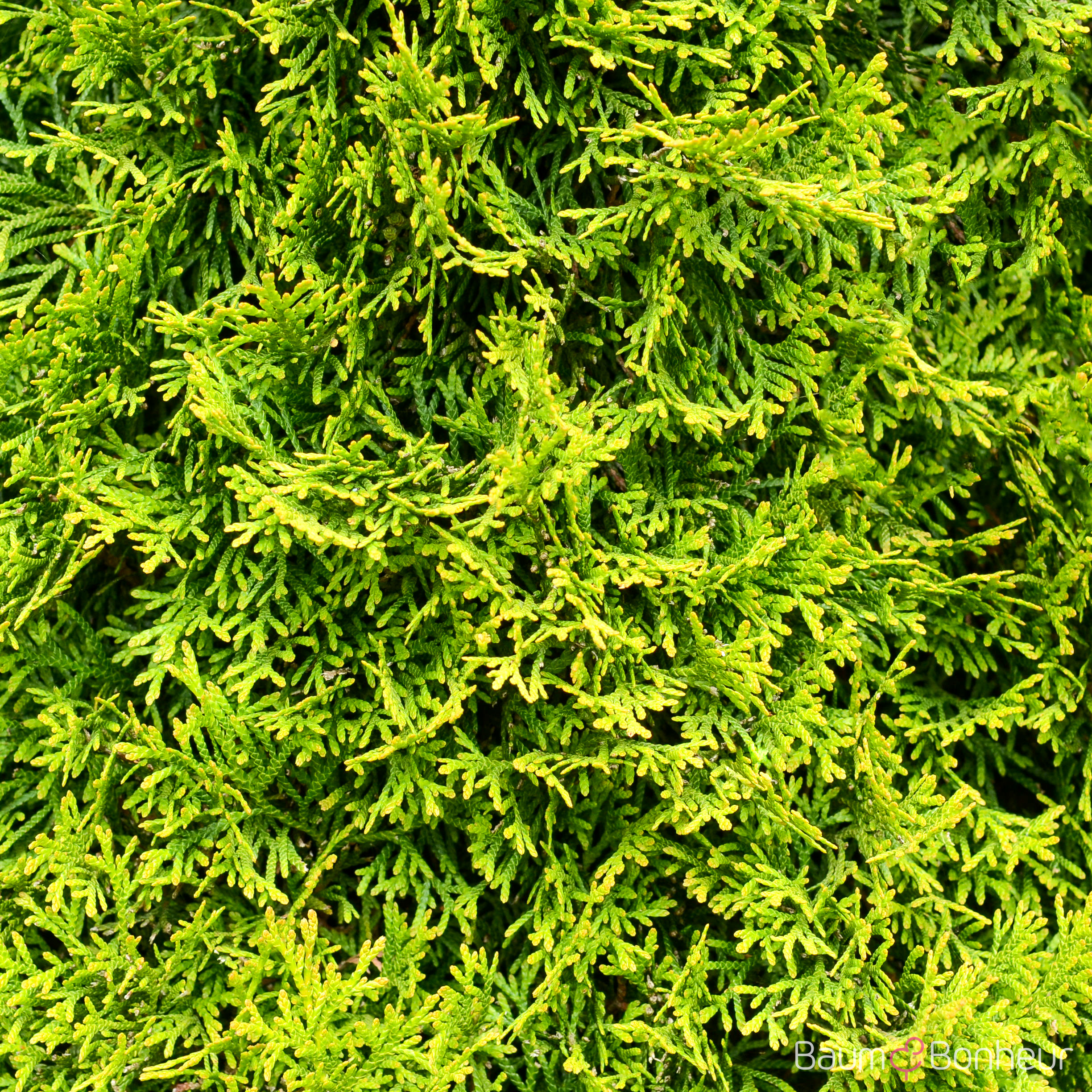 Thuja occidentalis 'Smaragd'
