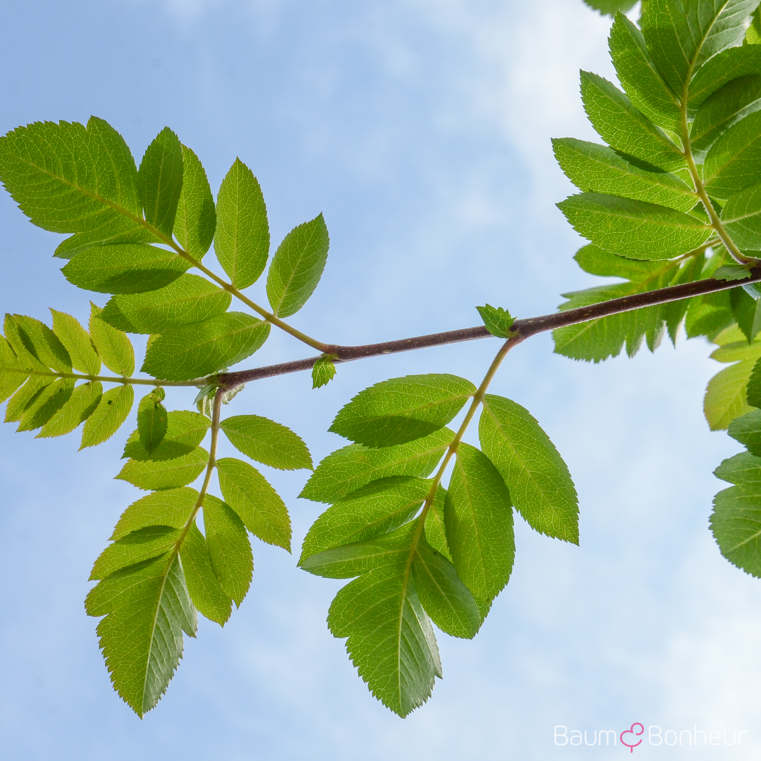 Sorbus hybr. 'Titan'