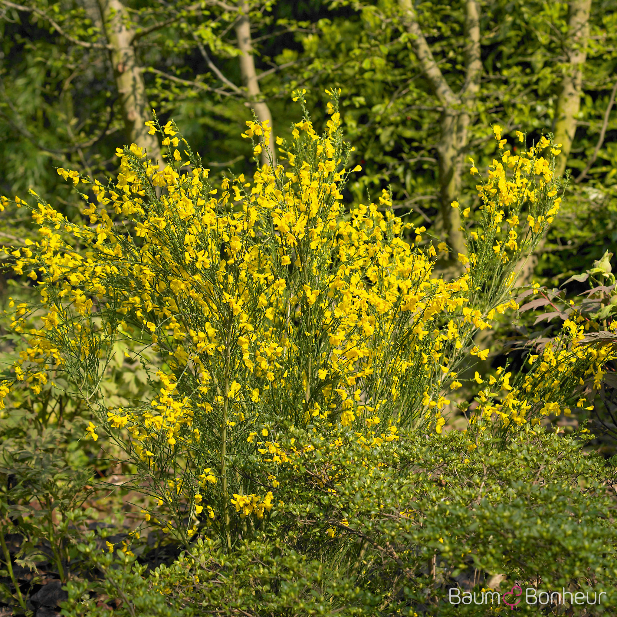 Cytisus praecox 'Allgold'