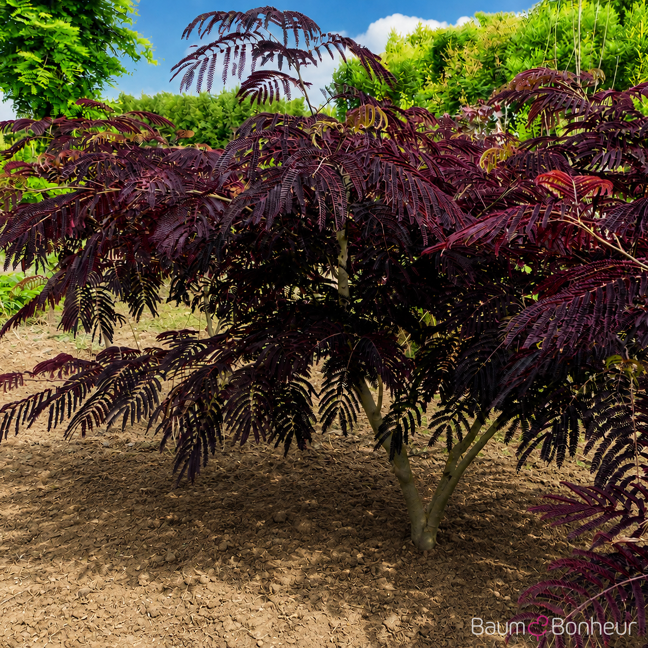 Albizia julibrissin 'Summer Chocolate' -S-