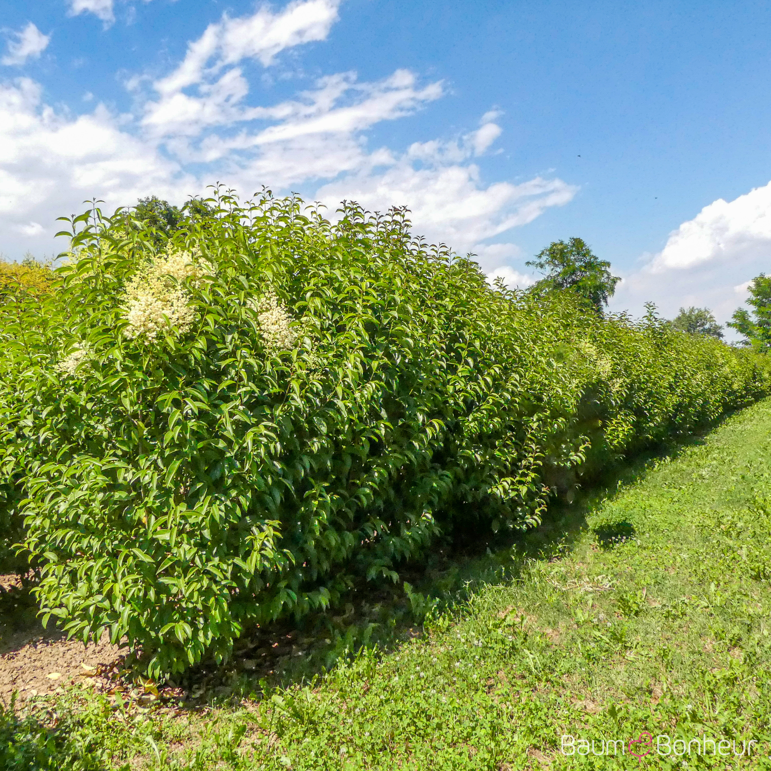 Ligustrum japonicum