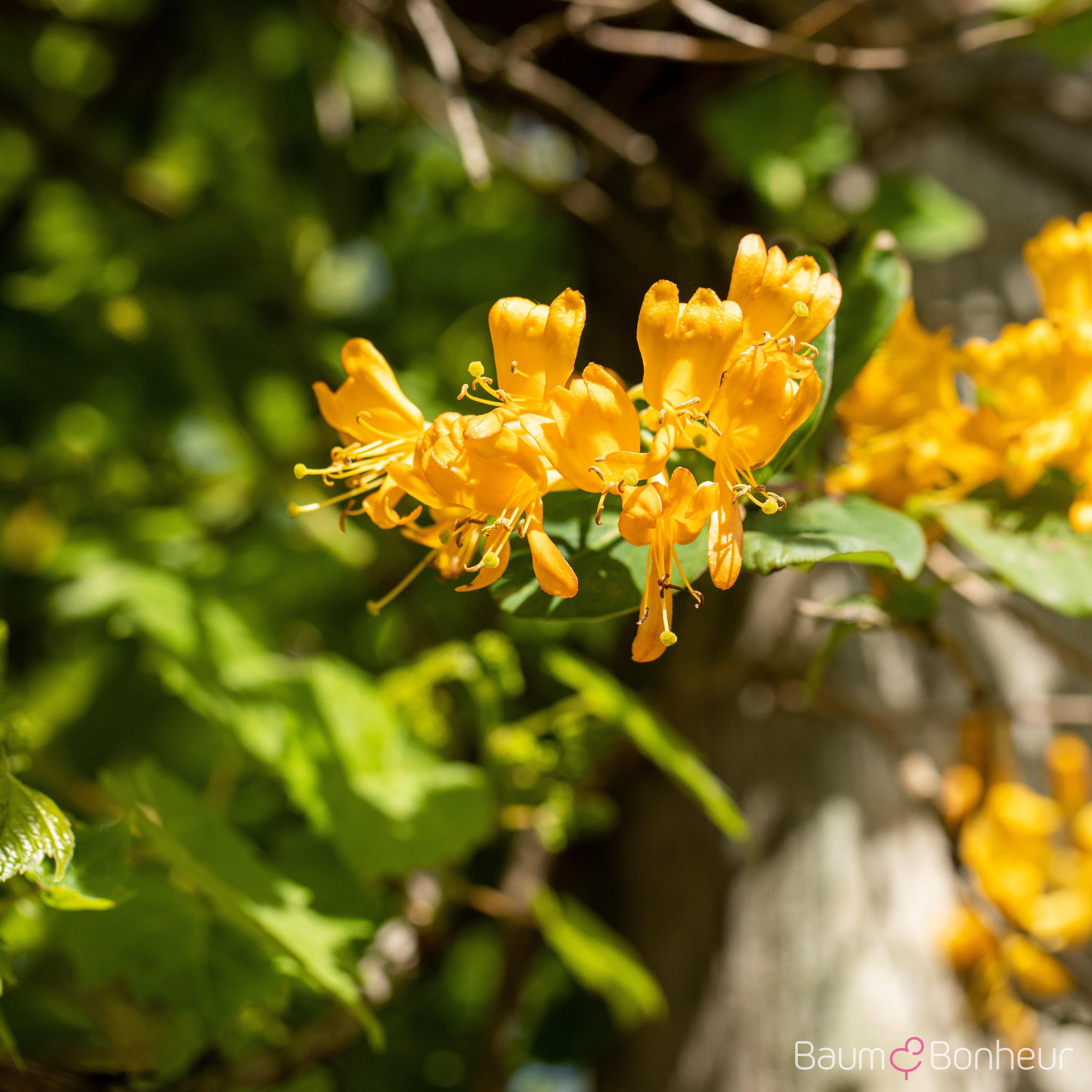 Lonicera tellmanniana