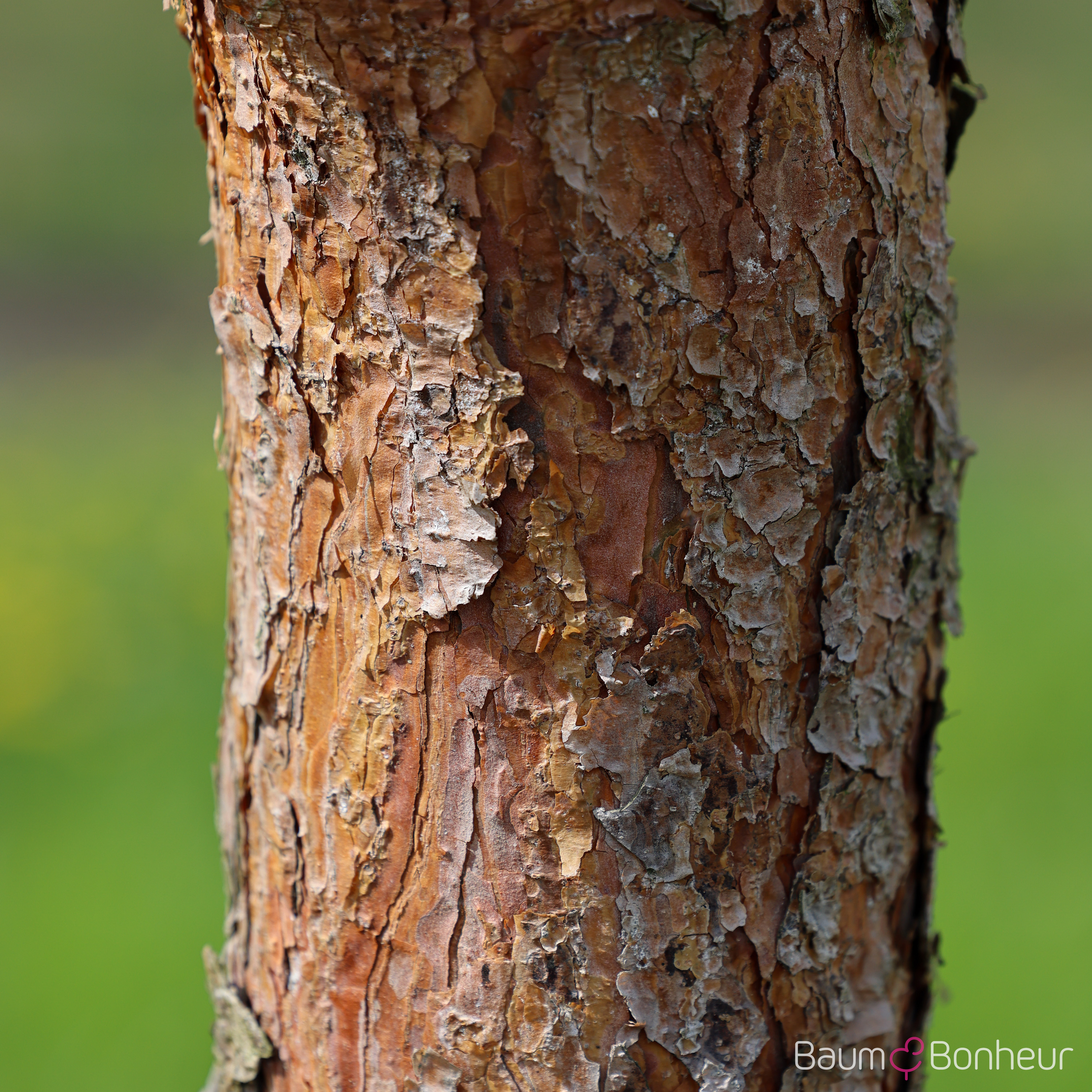 Pinus sylvestris