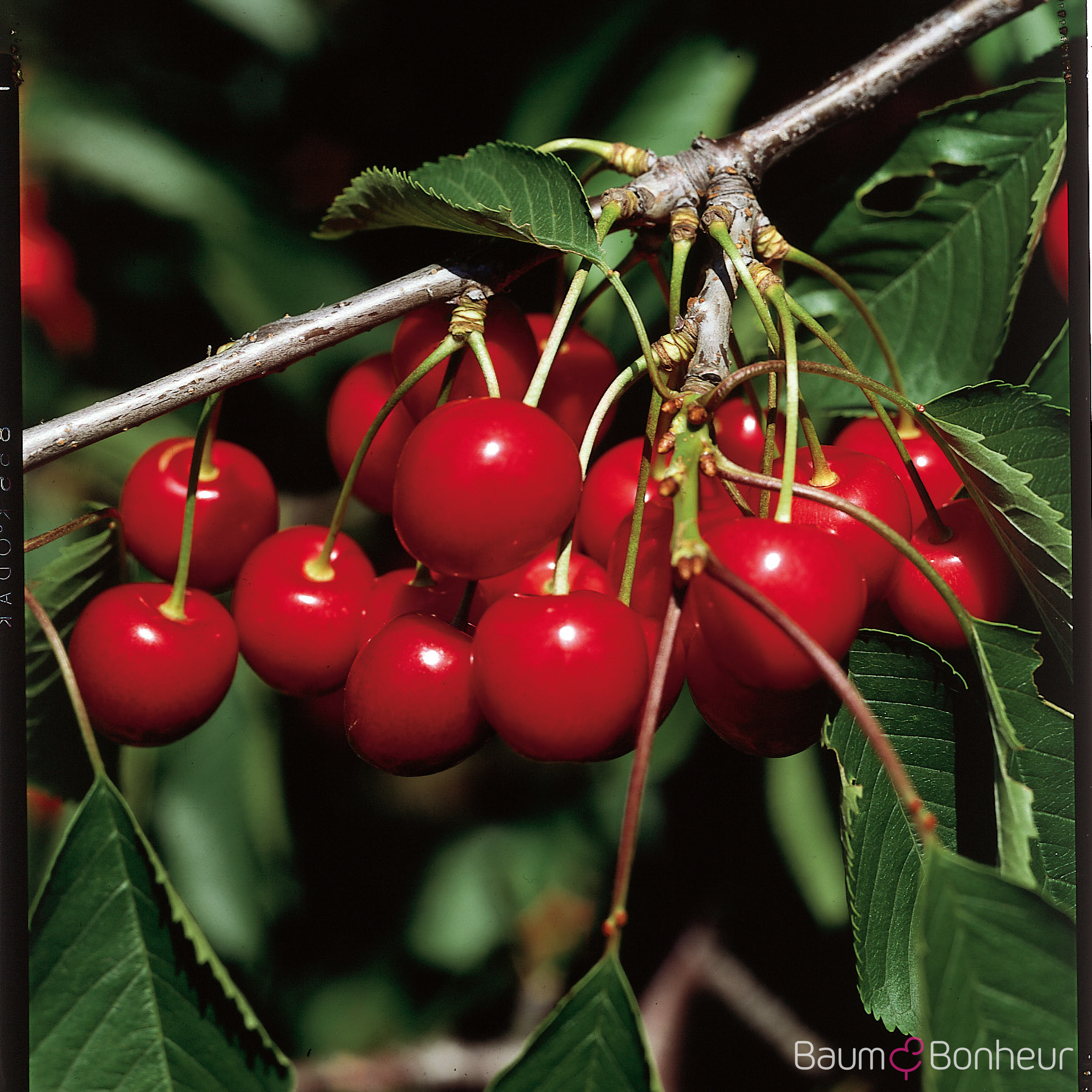Prunus av. 'Hedelfinger Riesenkirsche'
