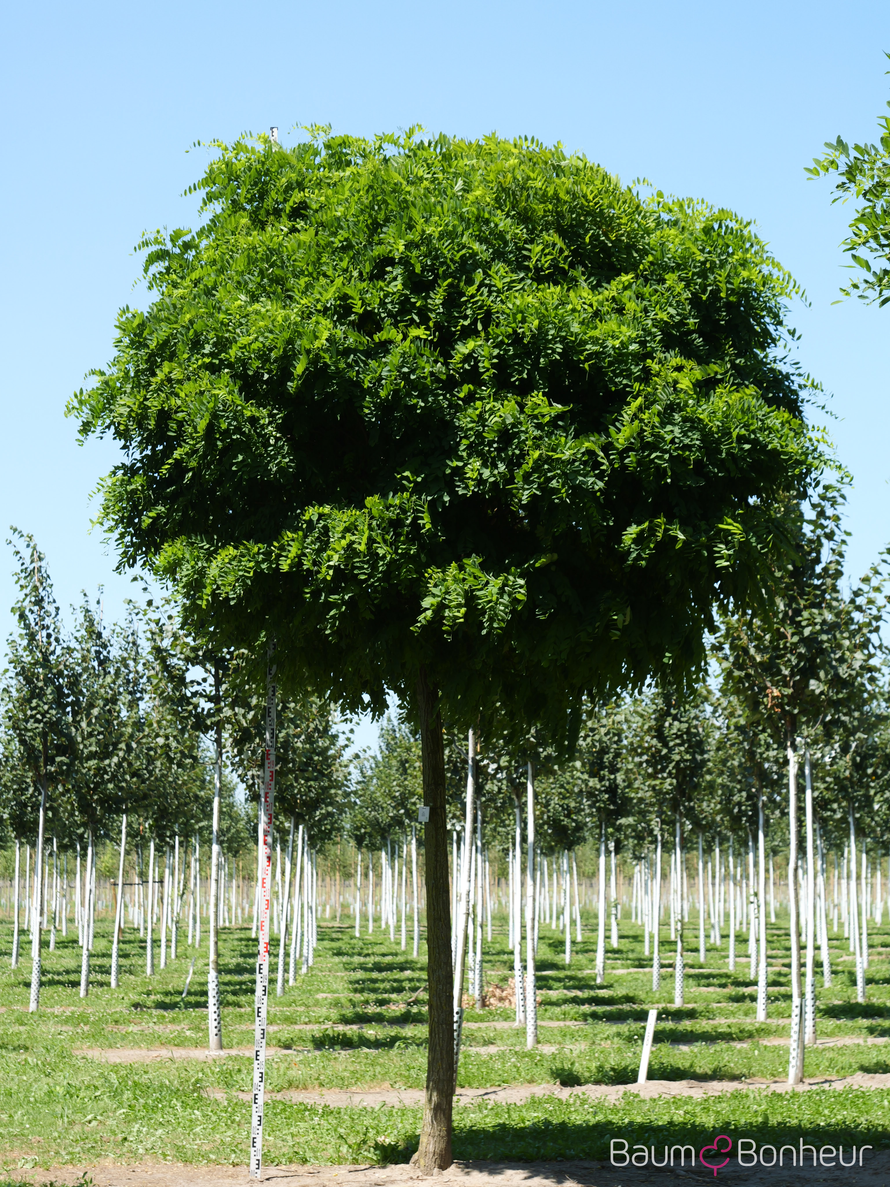Robinia pseudoacacia 'Umbraculifera'