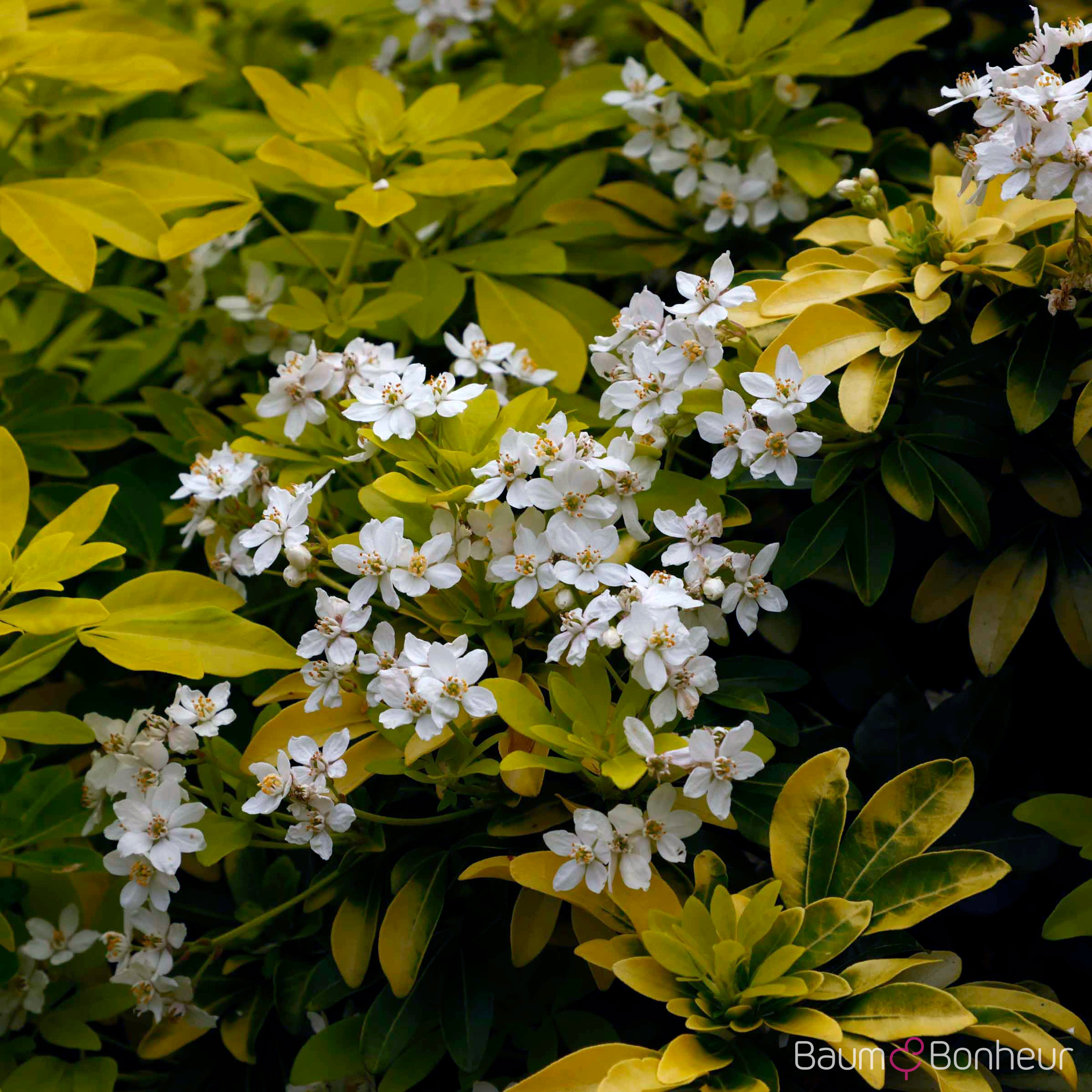 Choisya ternata 'Sundance'®