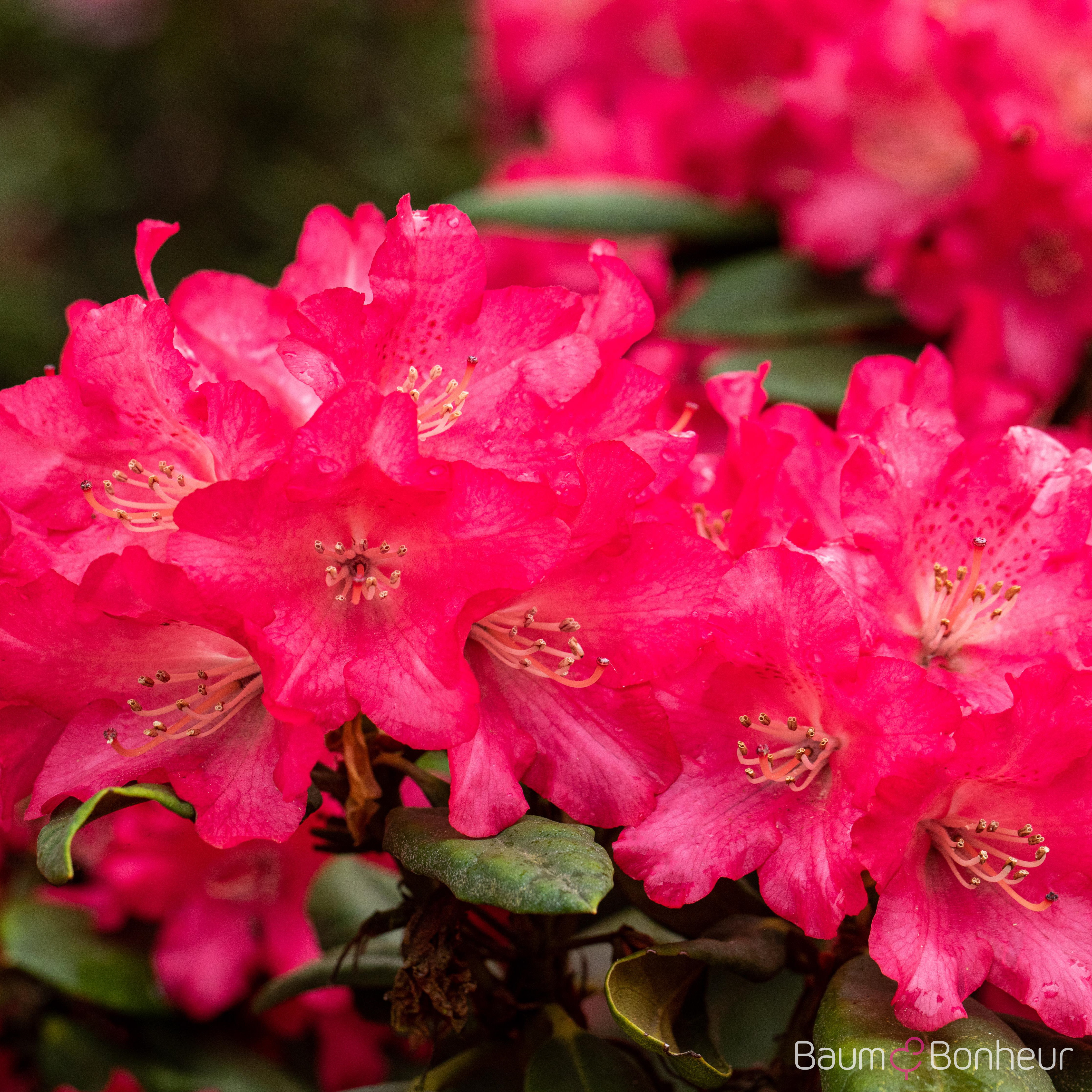 Rhododendron yakushimanum 'Leuchtfeuer'