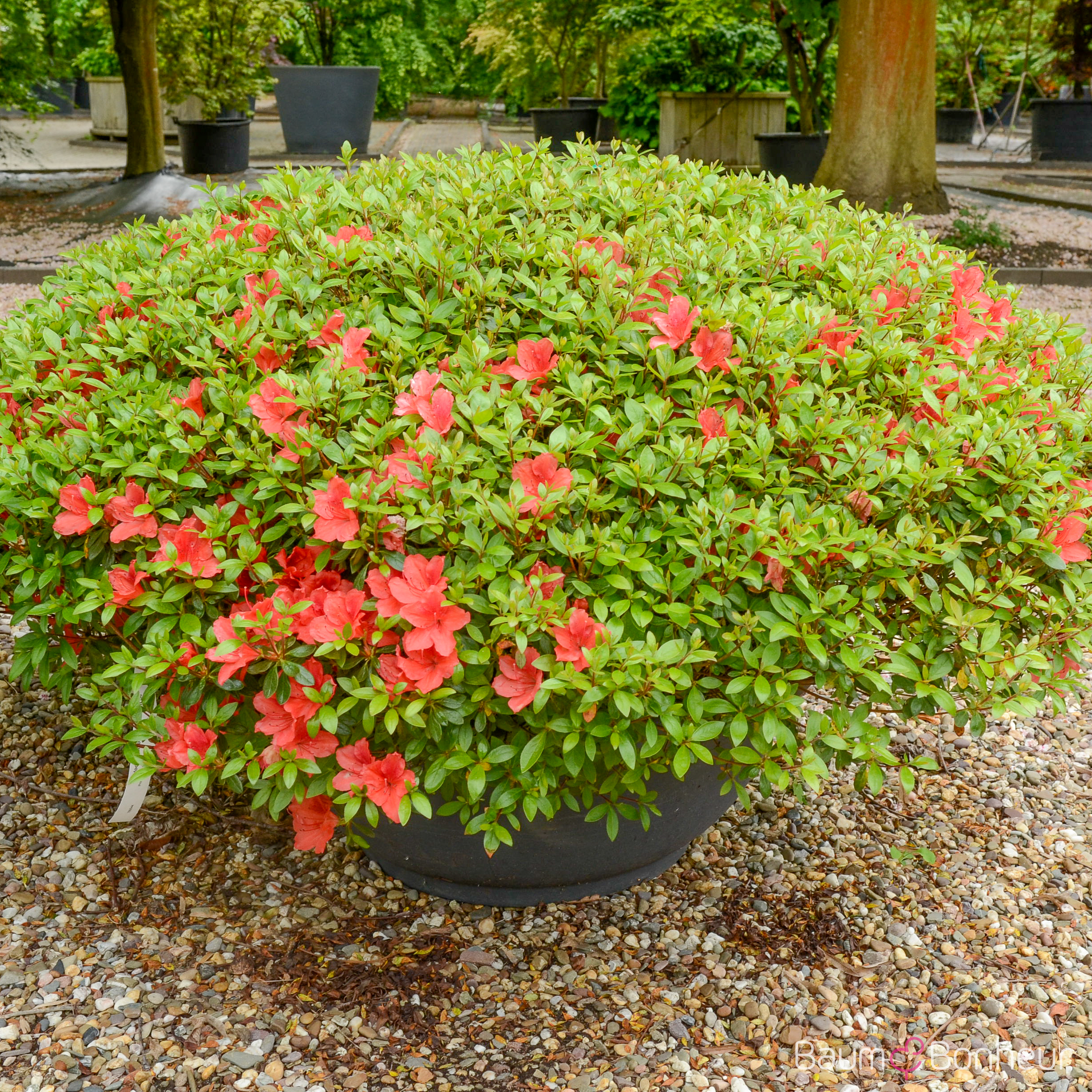 Rhododendron obtusum 'Aladdin'