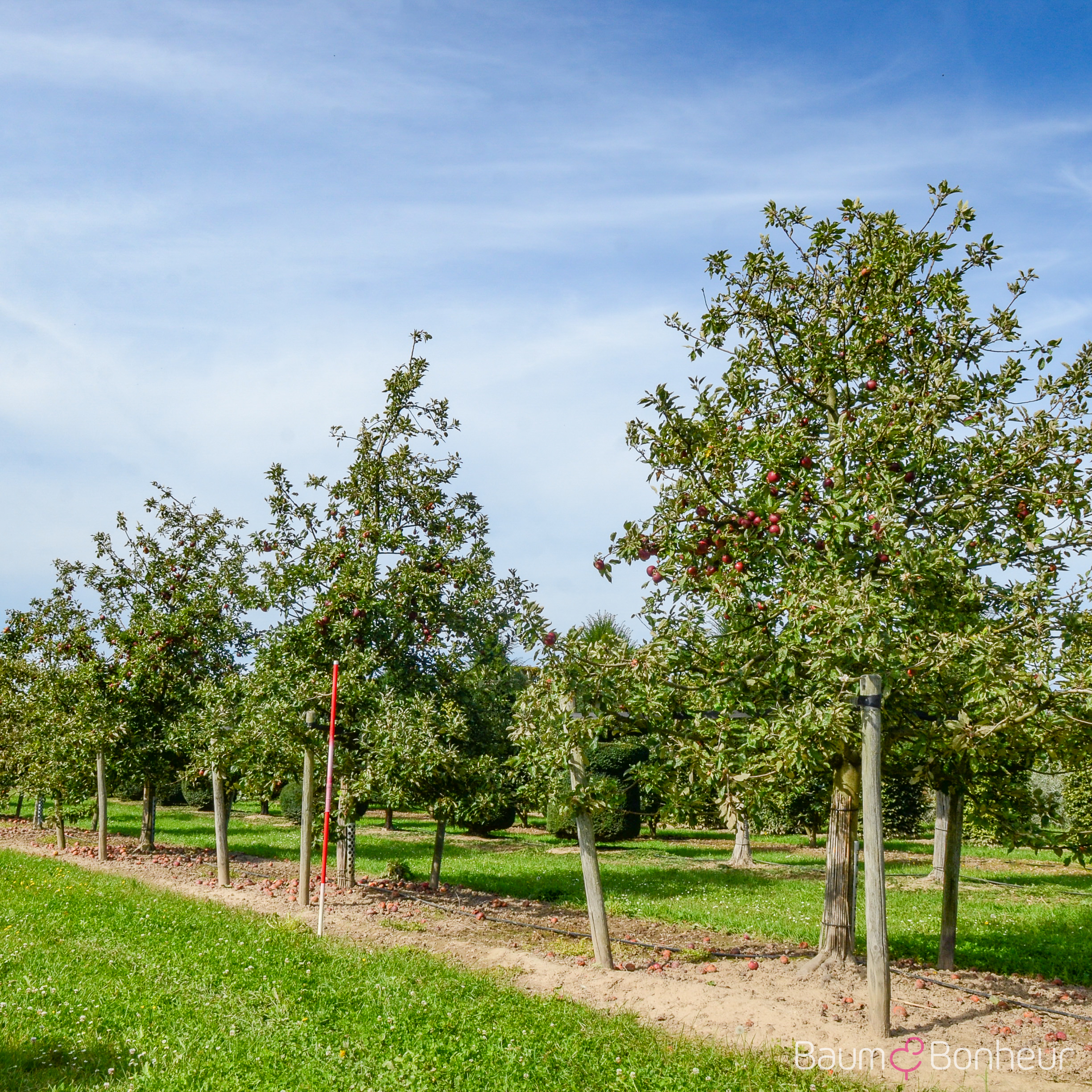 Malus 'Ingrid Marie'