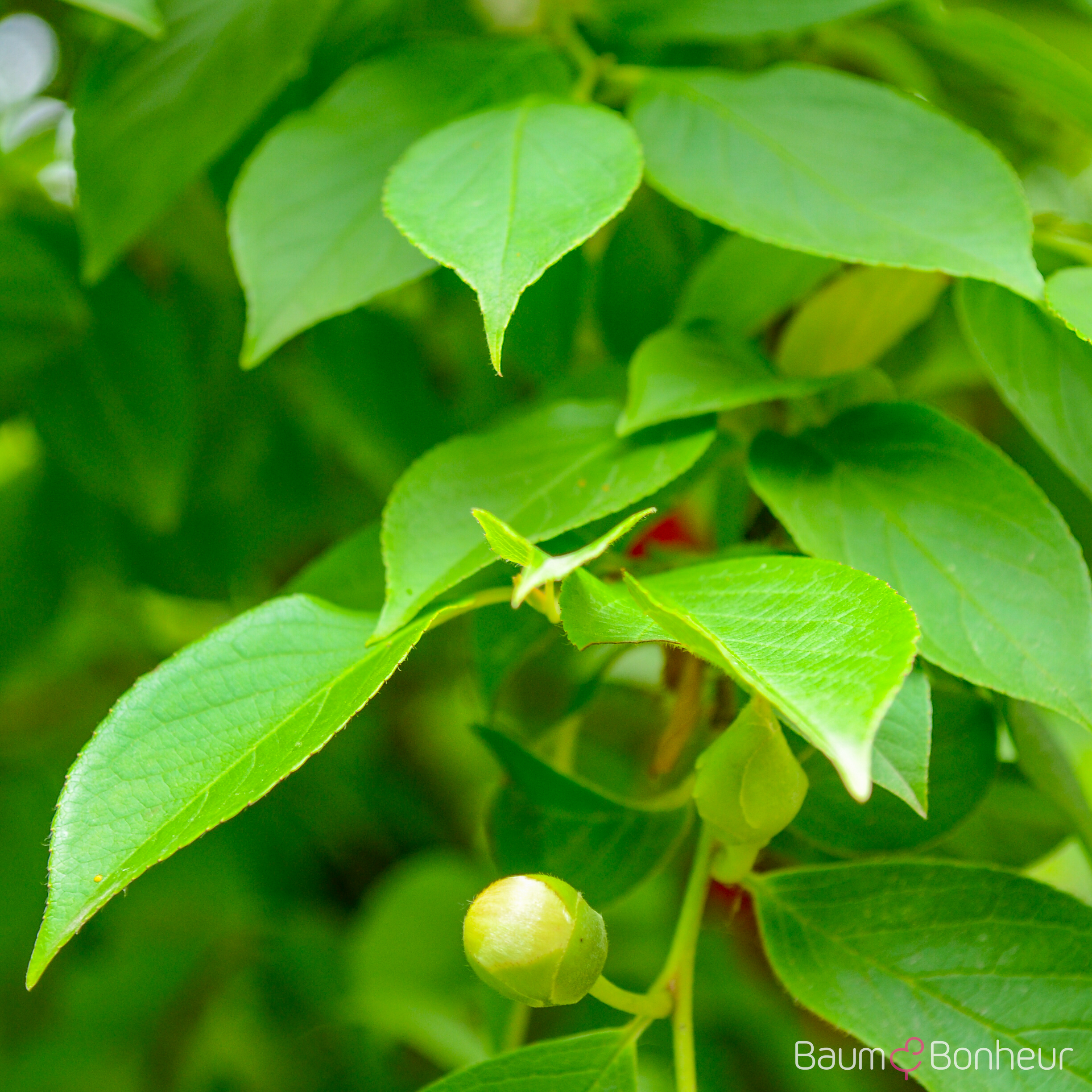Stewartia pseudocamellia