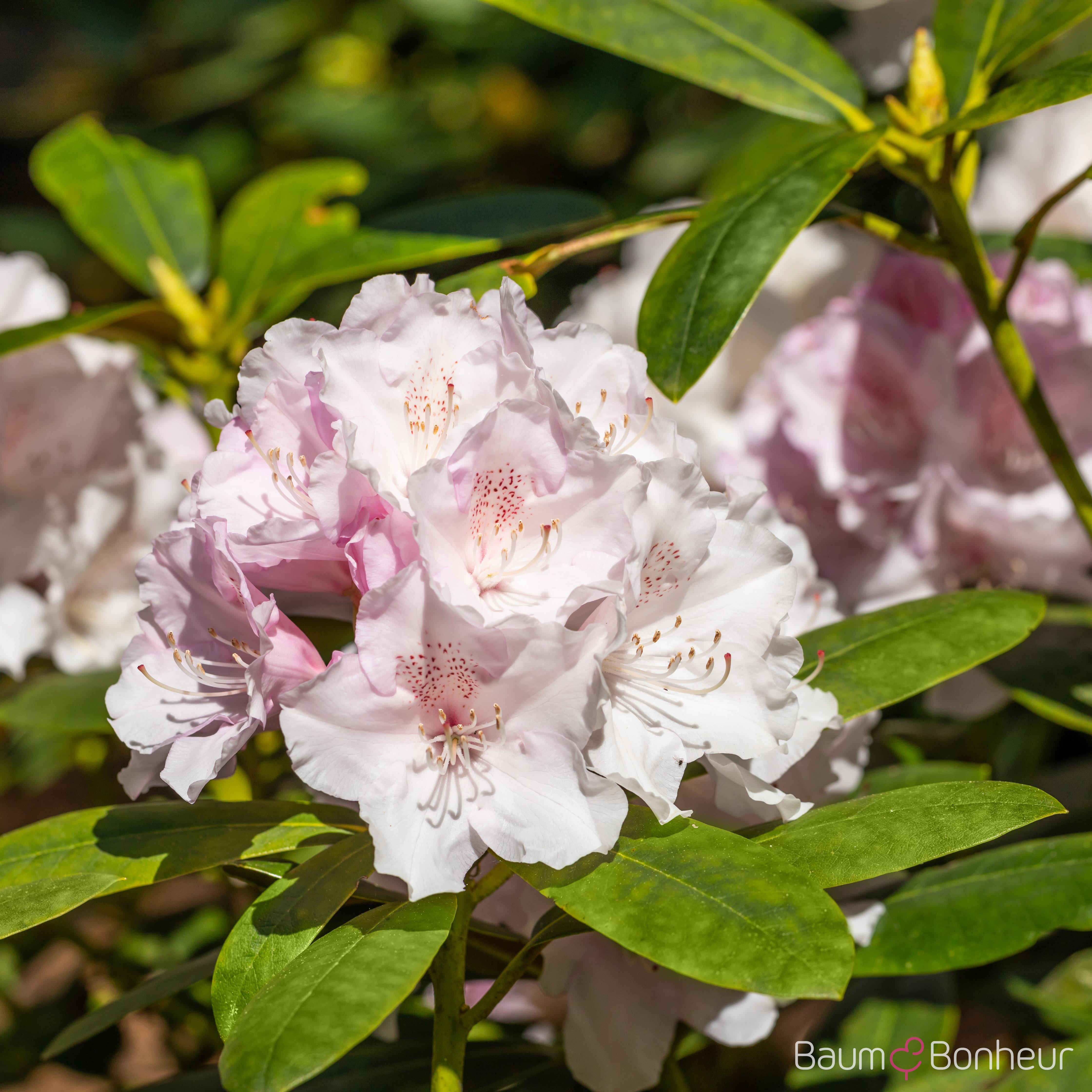 Rhododendron 'Jacksonii'