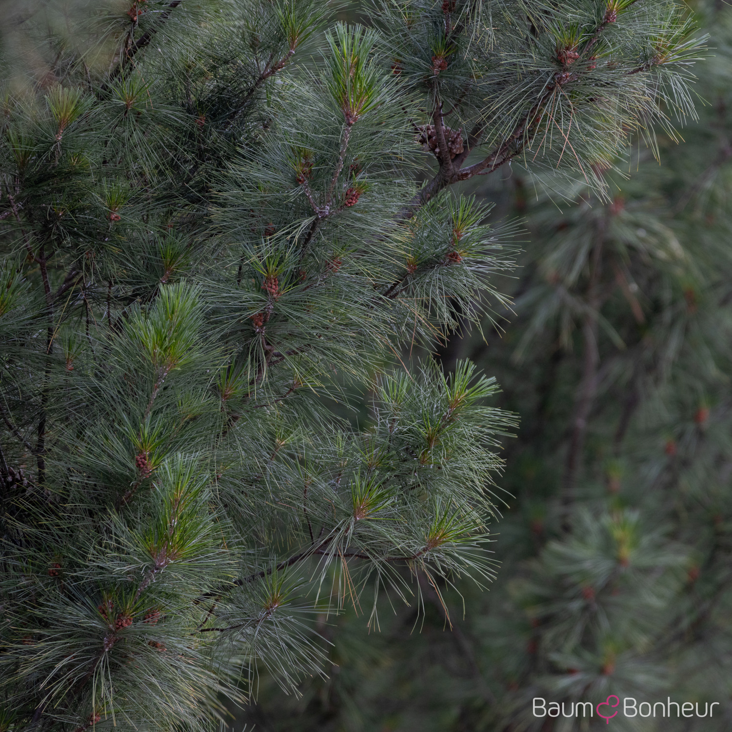 Pinus wallichiana 'Densa Hill'