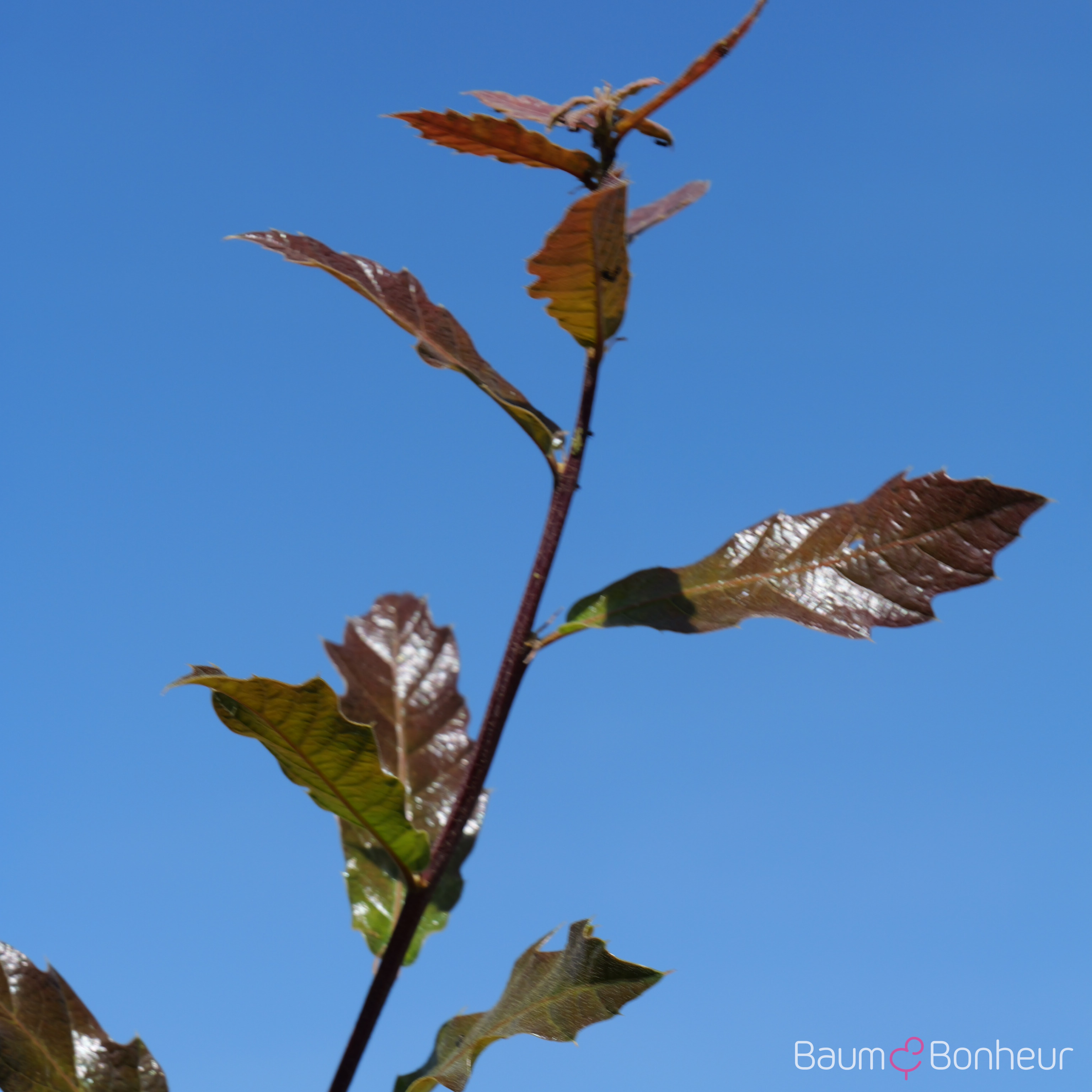 Quercus rhysophylla 'Maya'