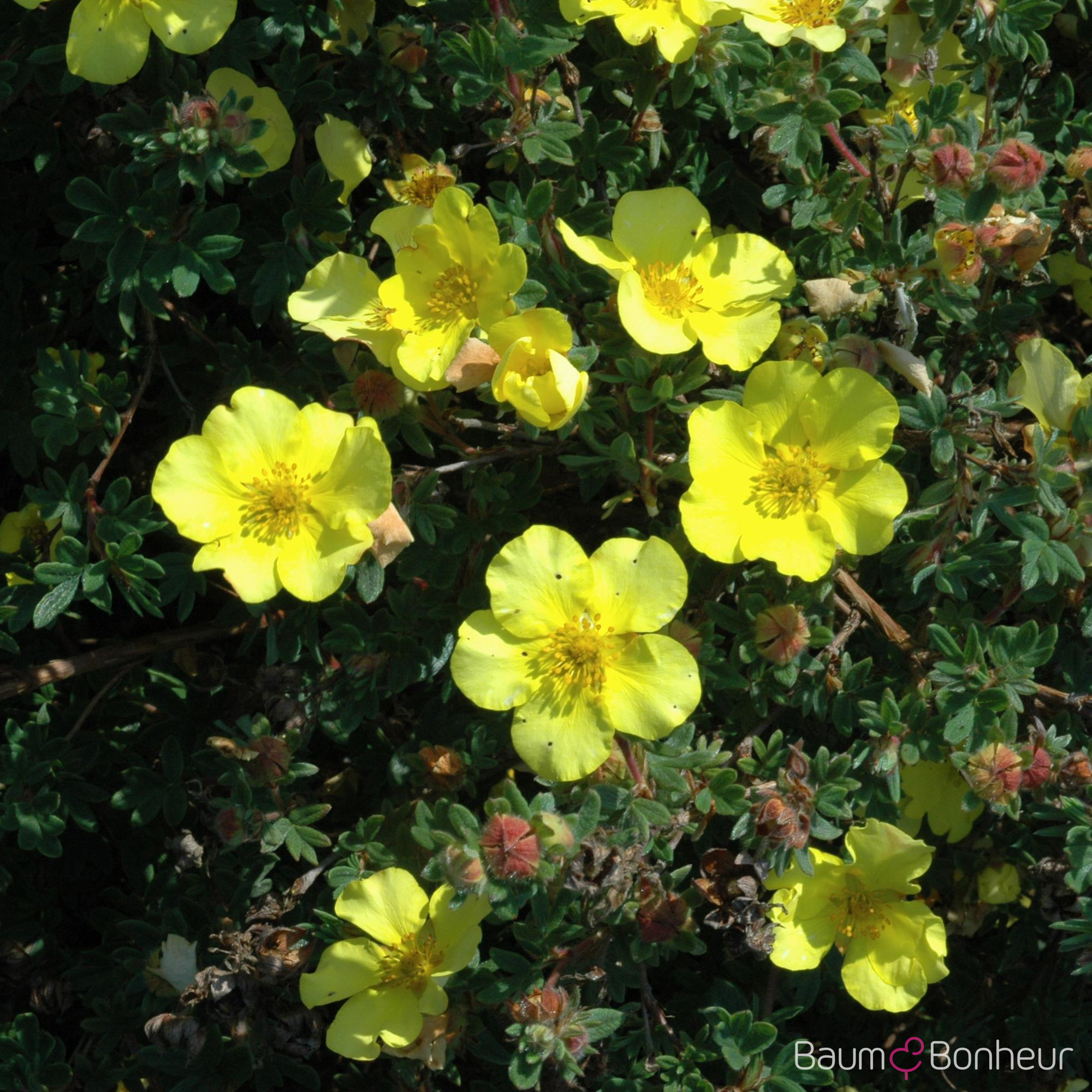 Potentilla fruticosa 'Elizabeth'