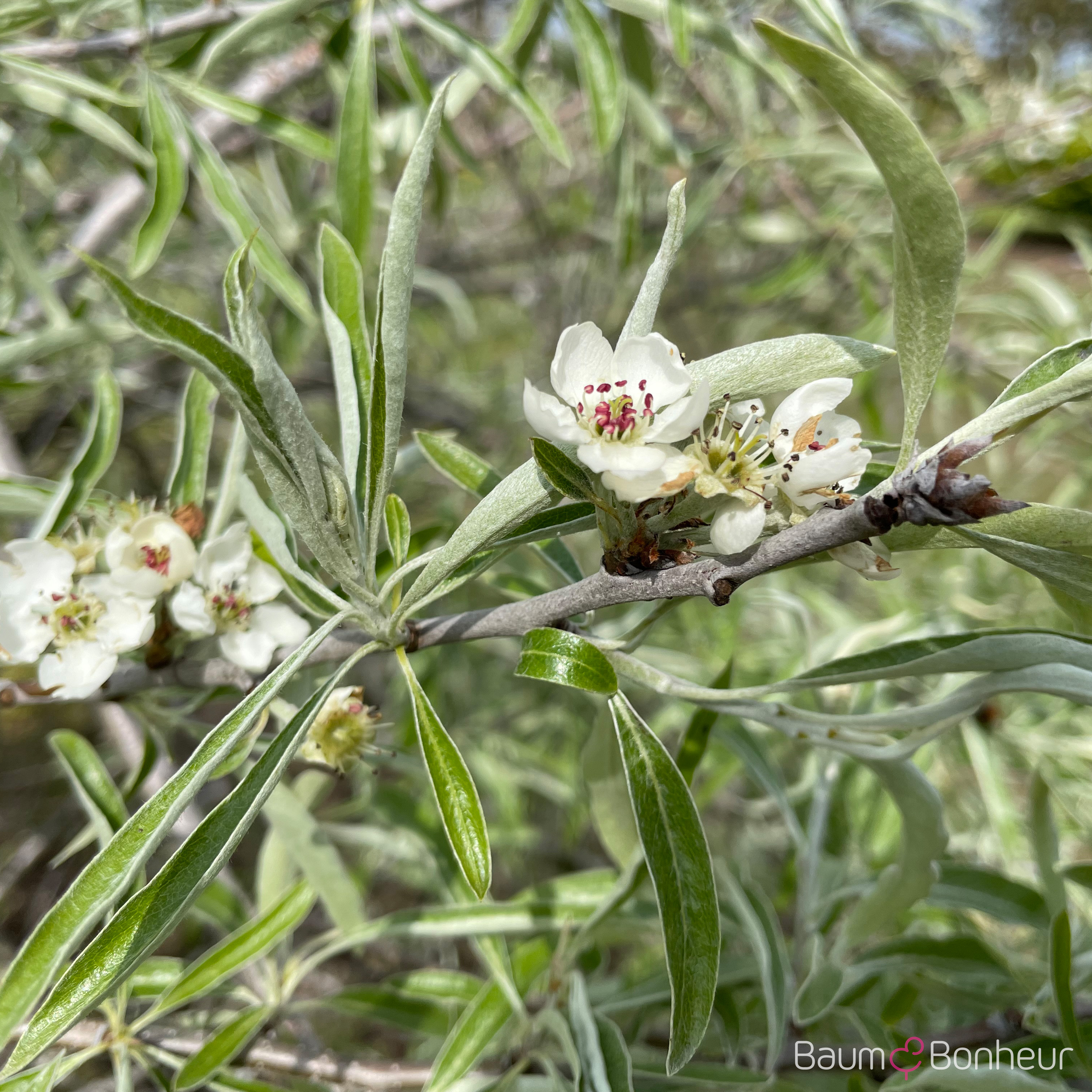 Pyrus salicifolia