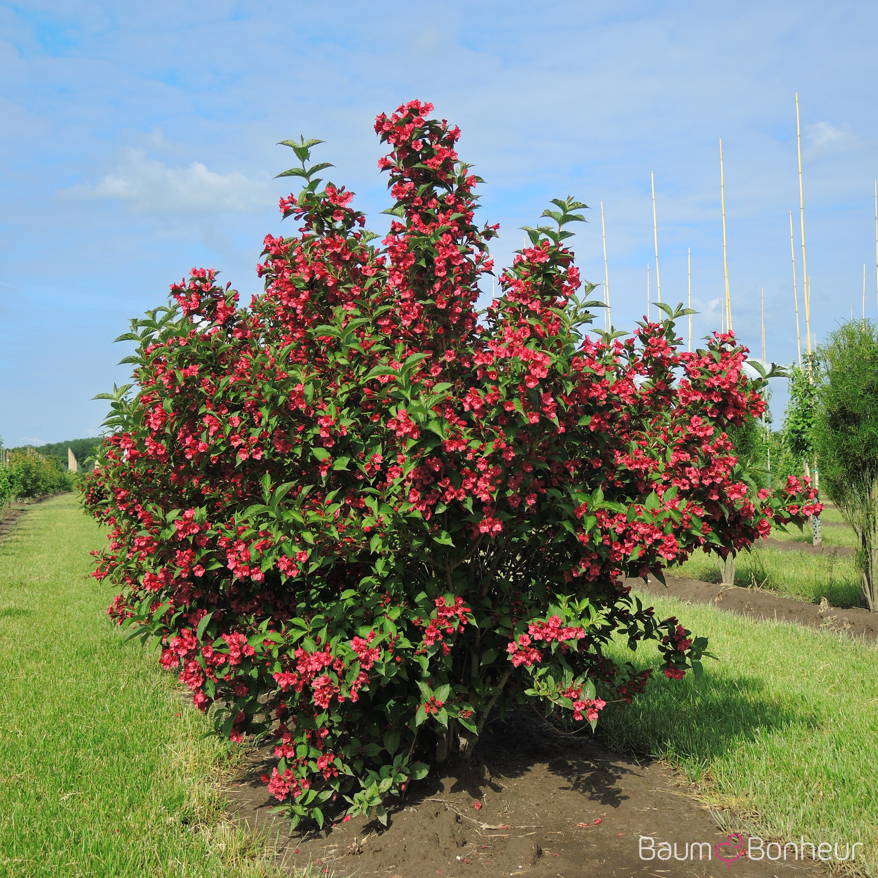 Weigela 'Bristol Ruby'