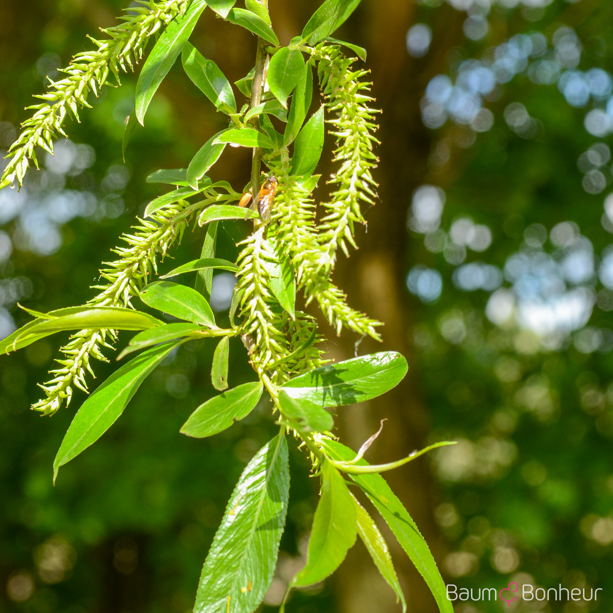 Salix alba