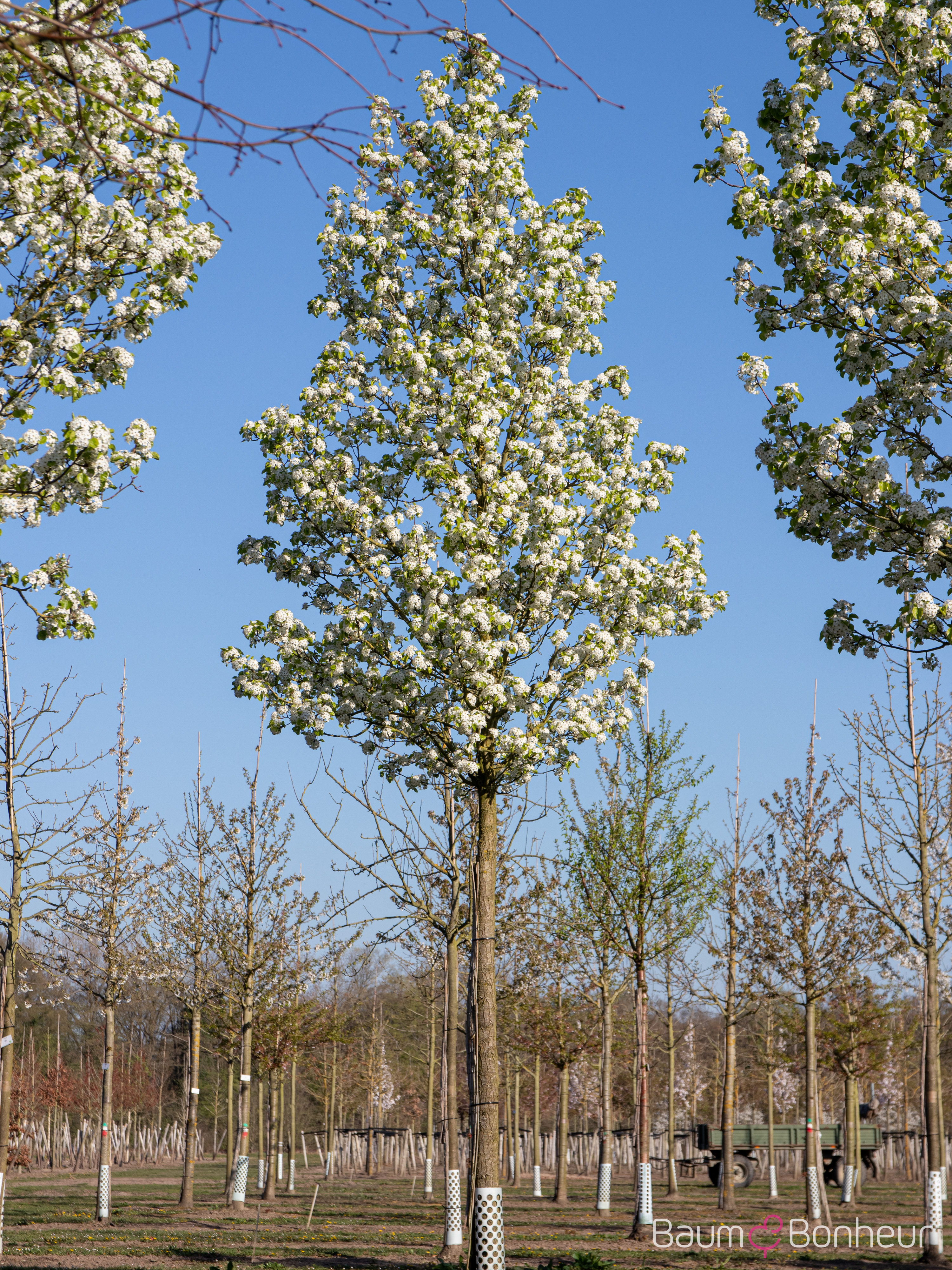Pyrus calleryana 'Chanticleer'