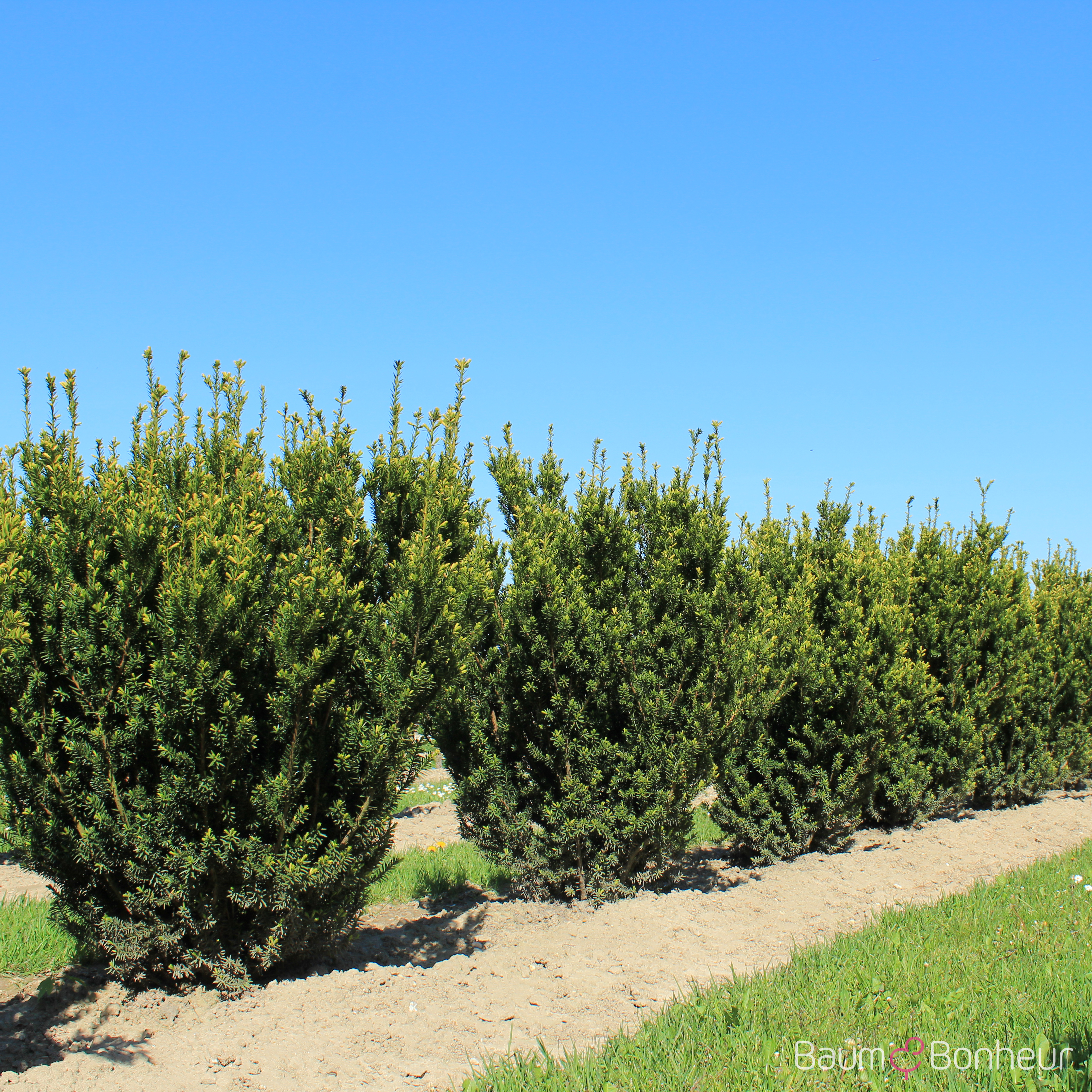 Taxus media 'Hillii'