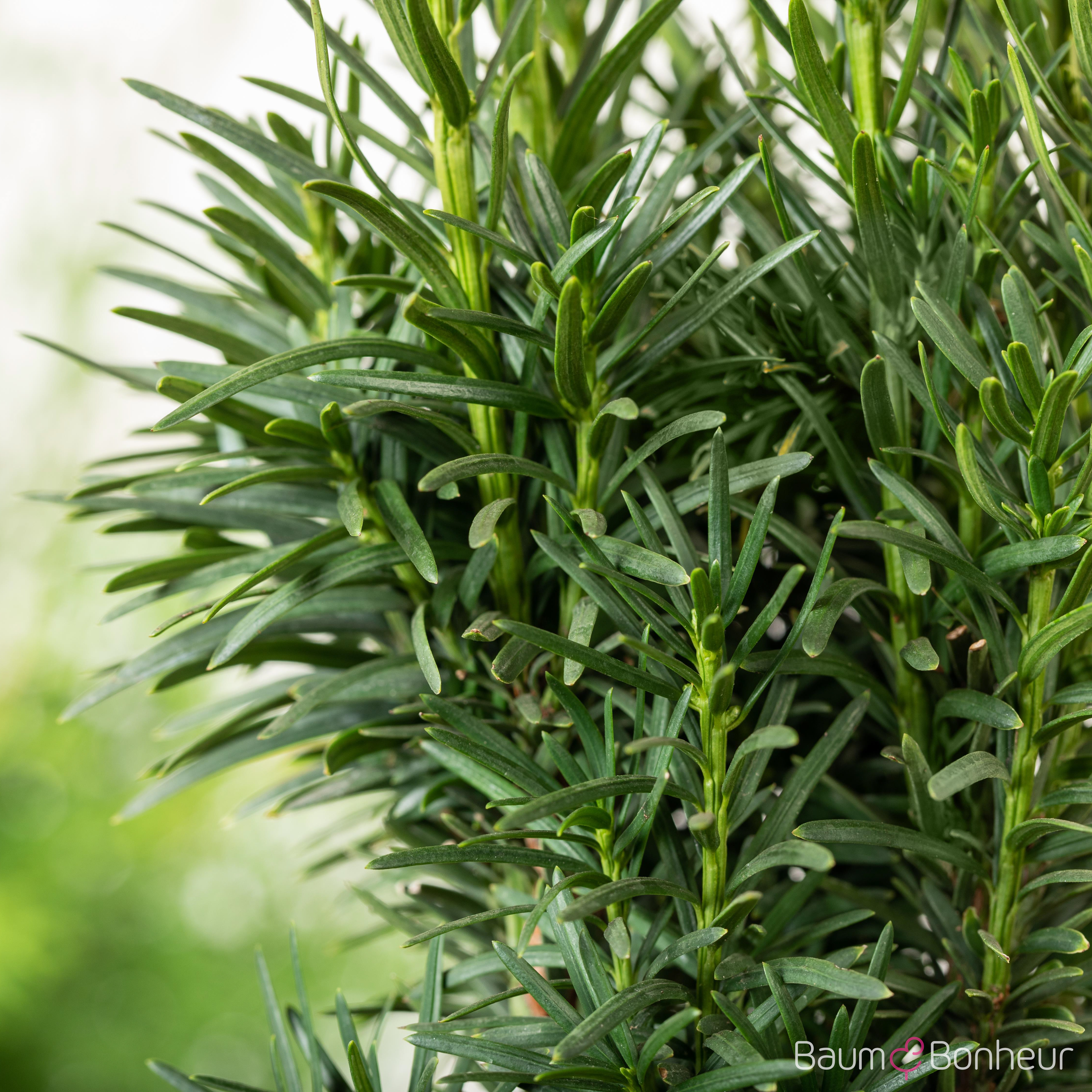 Taxus baccata 'Fastigiata Robusta'