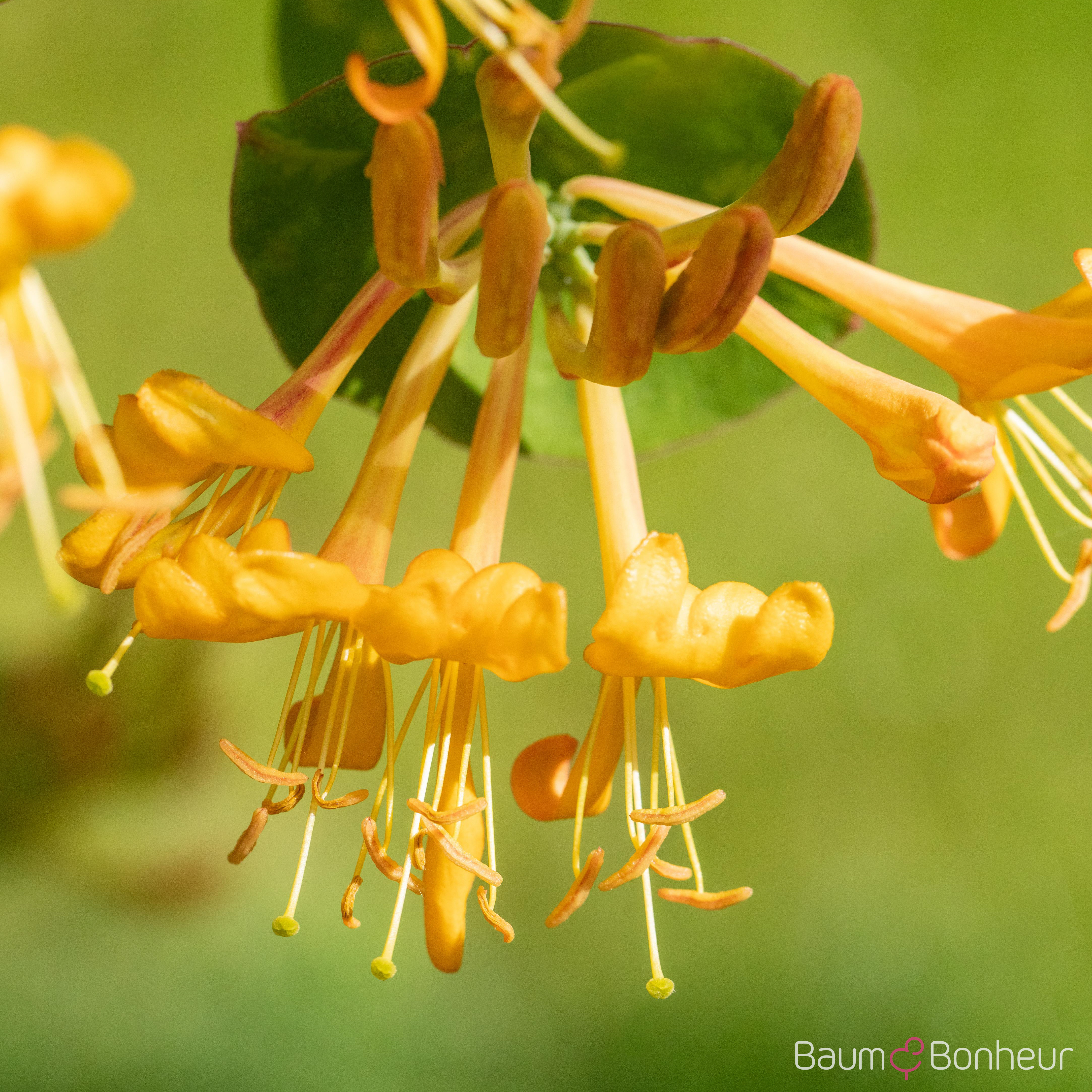 Lonicera tellmanniana
