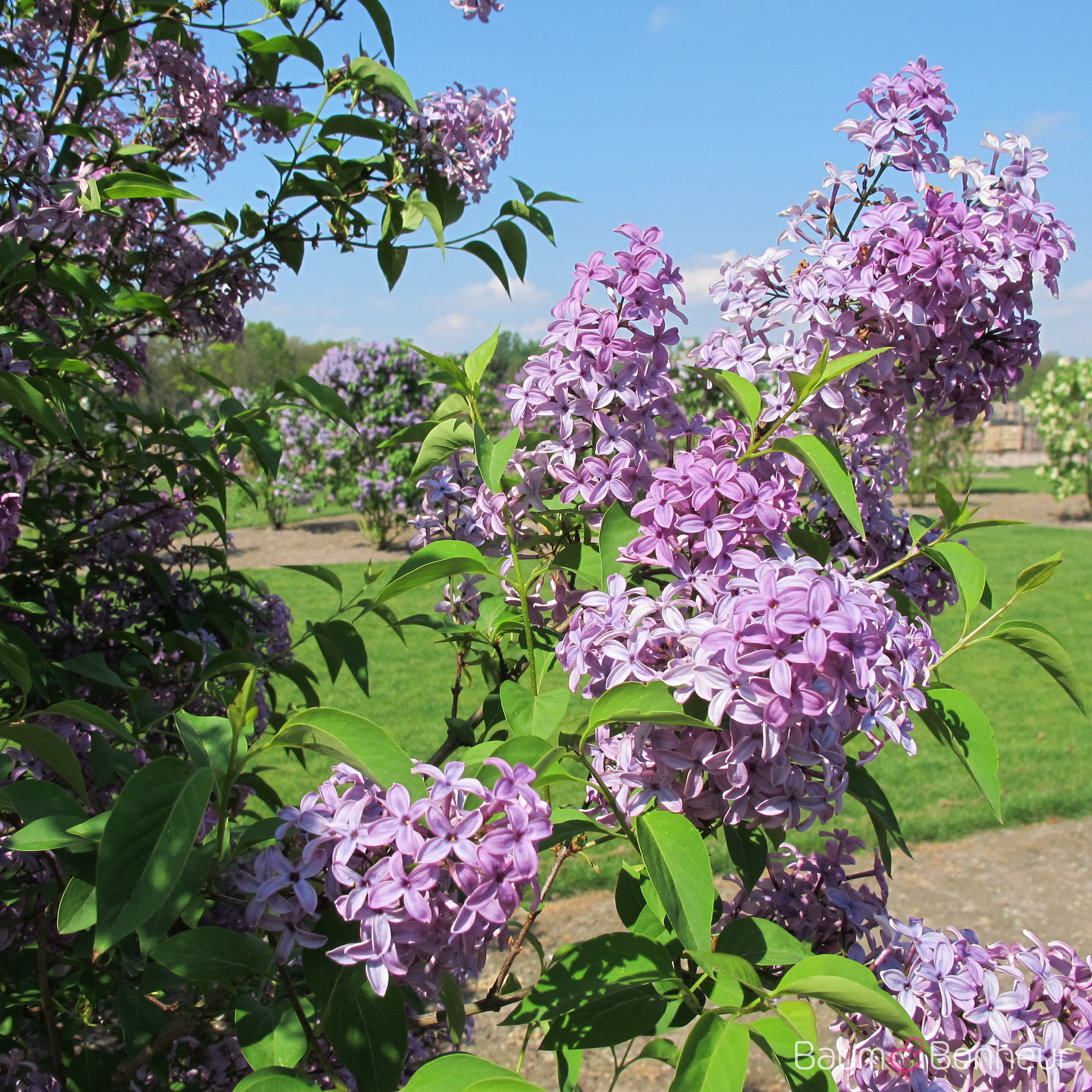 Syringa chinensis 'Saugeana'