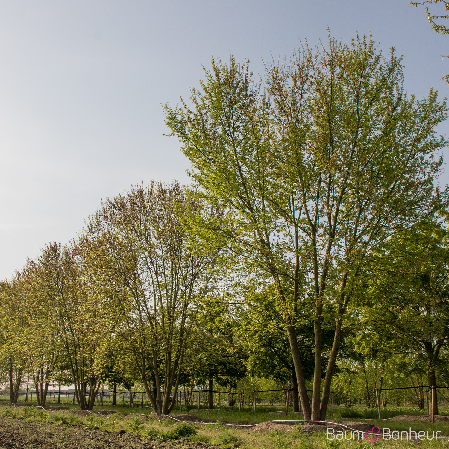Acer saccharinum