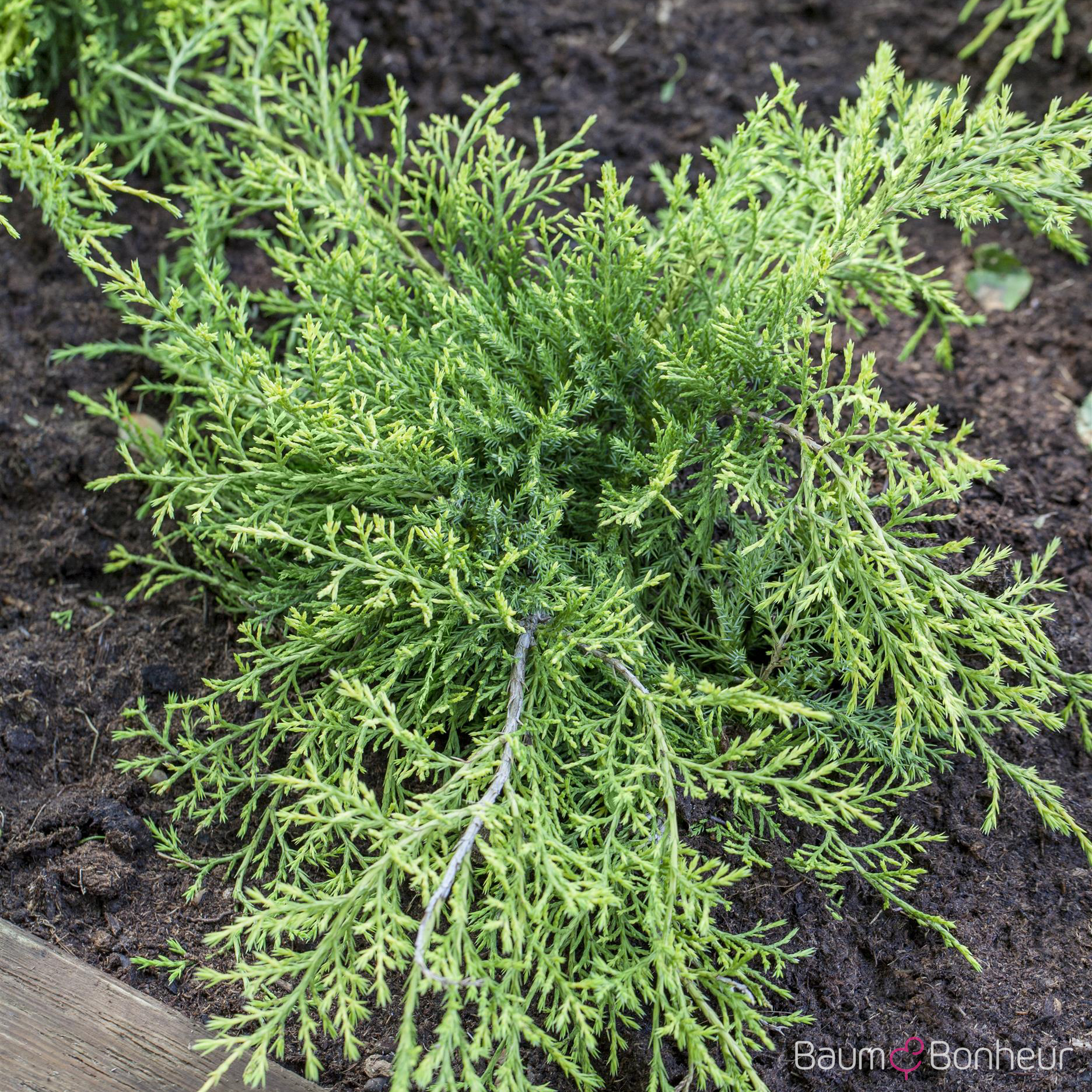 Juniperus media 'Old Gold'