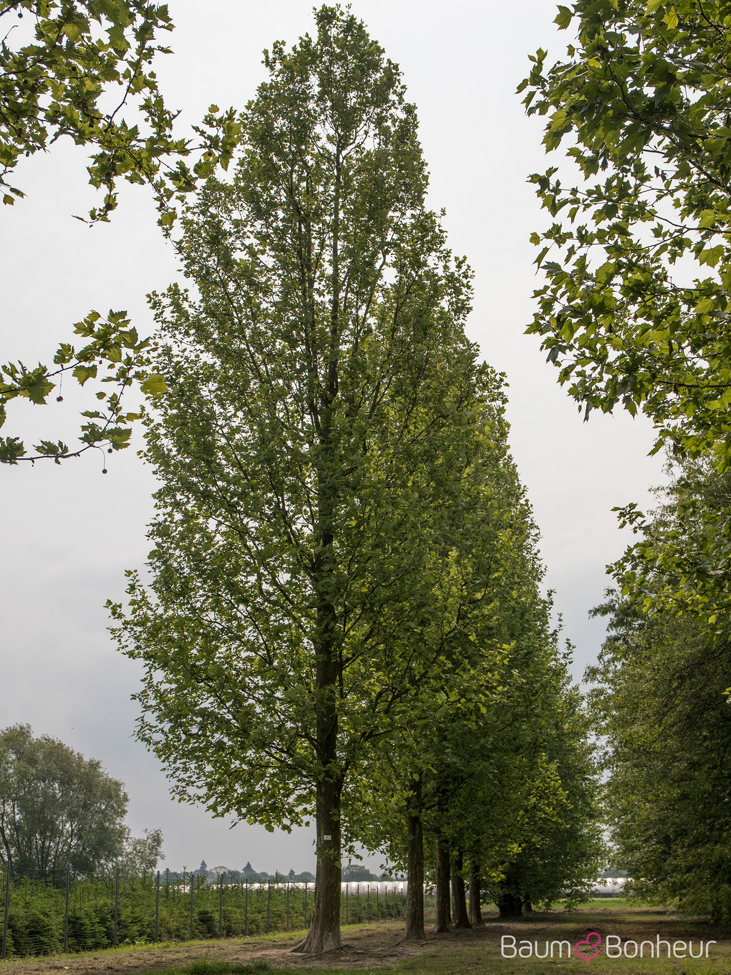 Platanus hispanica 'Tremonia'